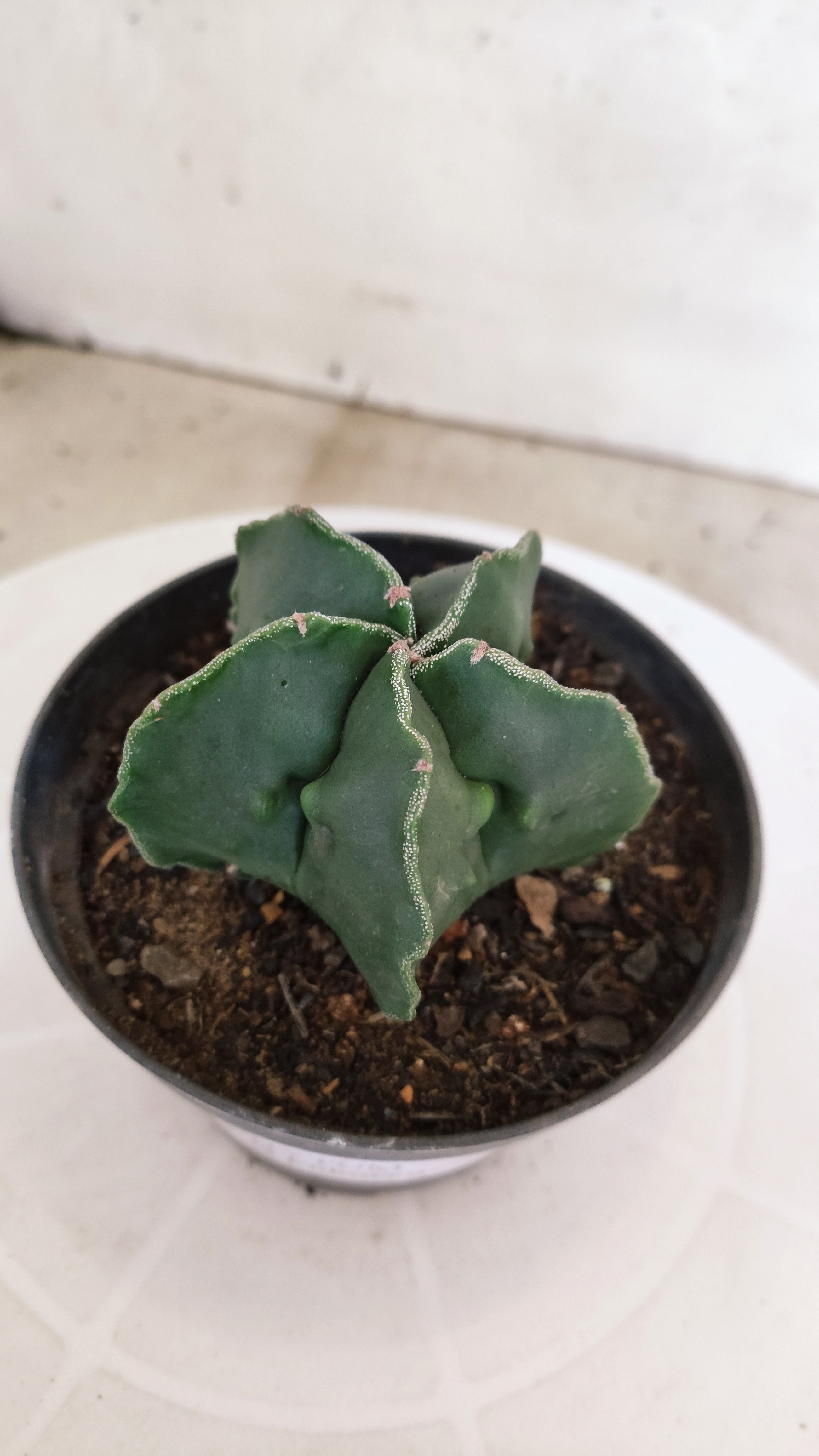 ASTROPHYTUM cv KIKKO "Fukuryu"  Nº 1207 – vaso 11