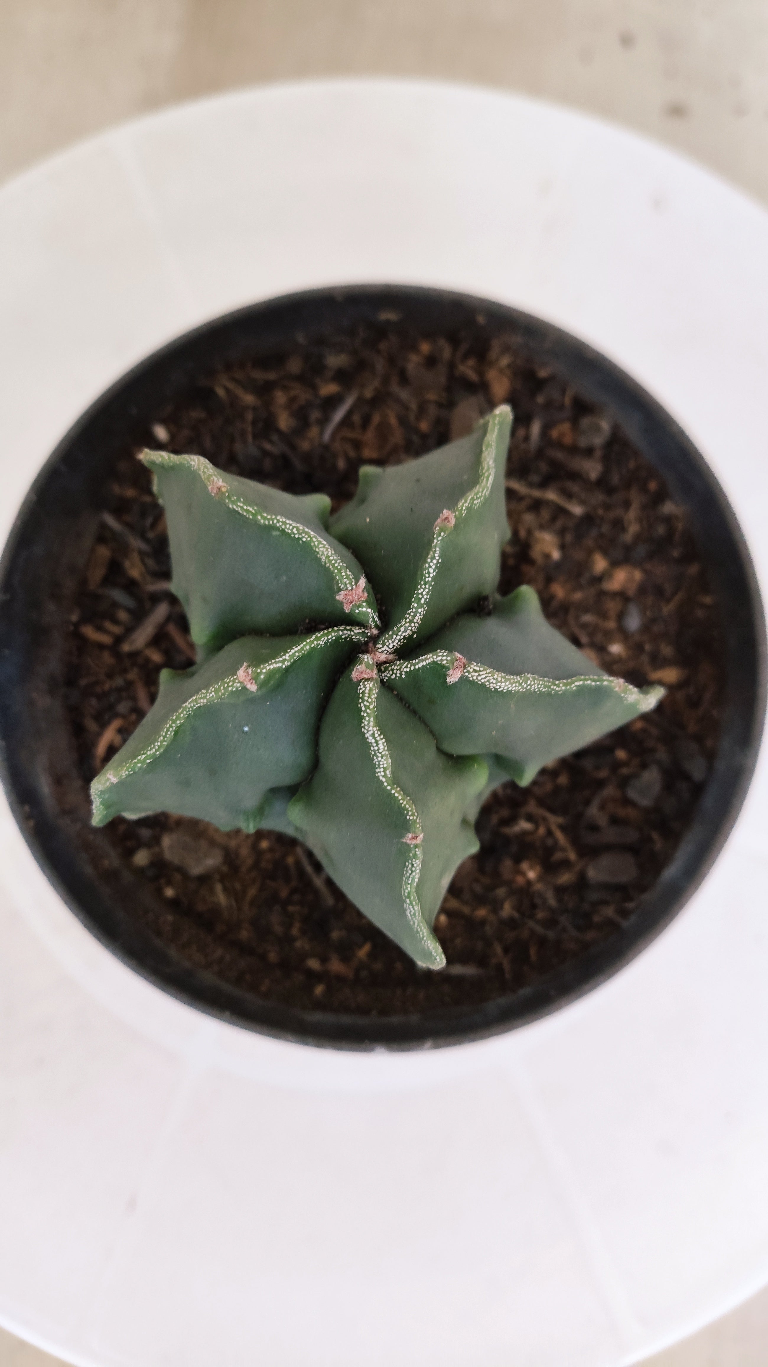 ASTROPHYTUM cv KIKKO "Fukuryu"  Nº 1207 – vaso 11
