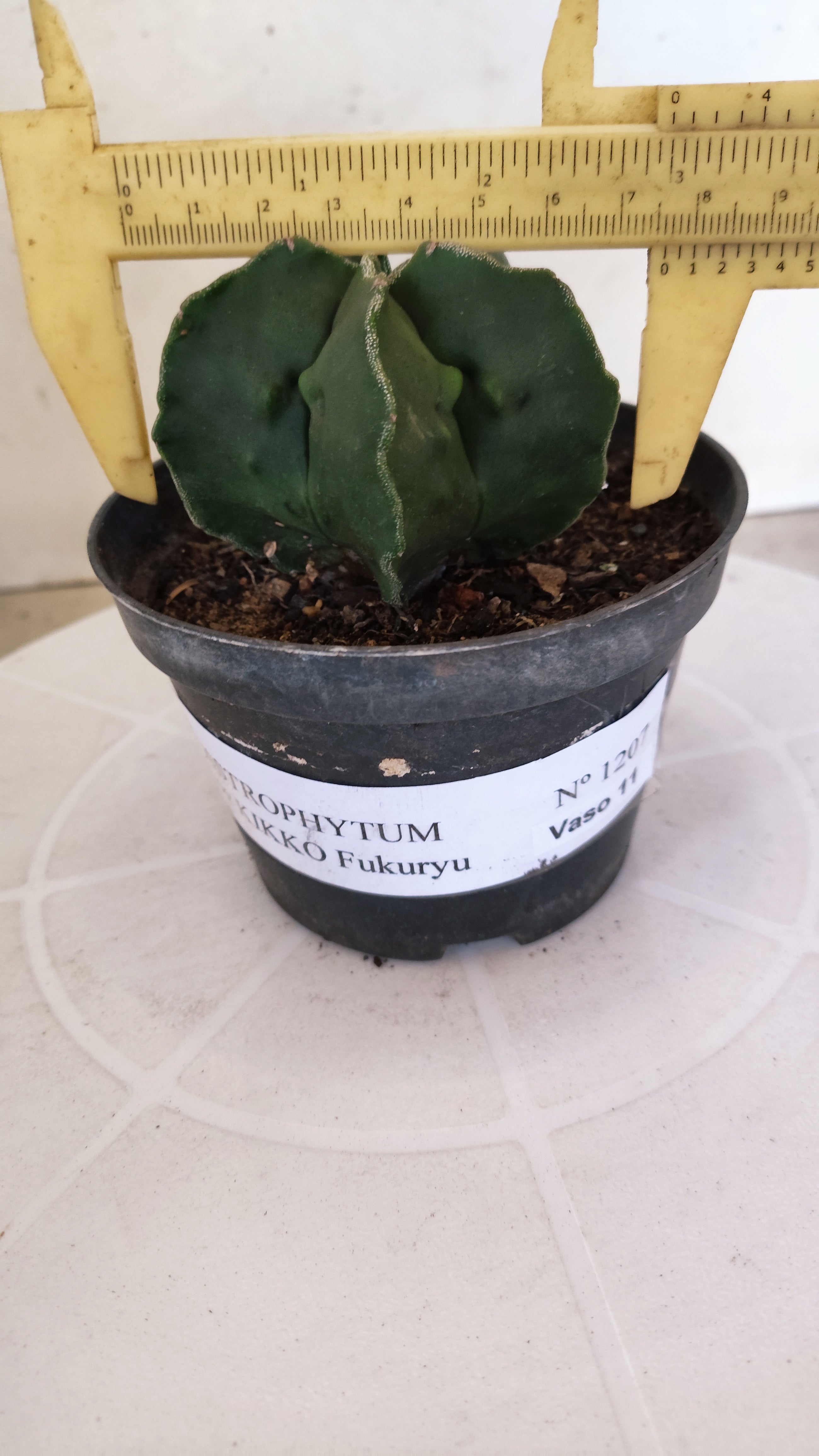 ASTROPHYTUM cv KIKKO "Fukuryu"  Nº 1207 – vaso 11