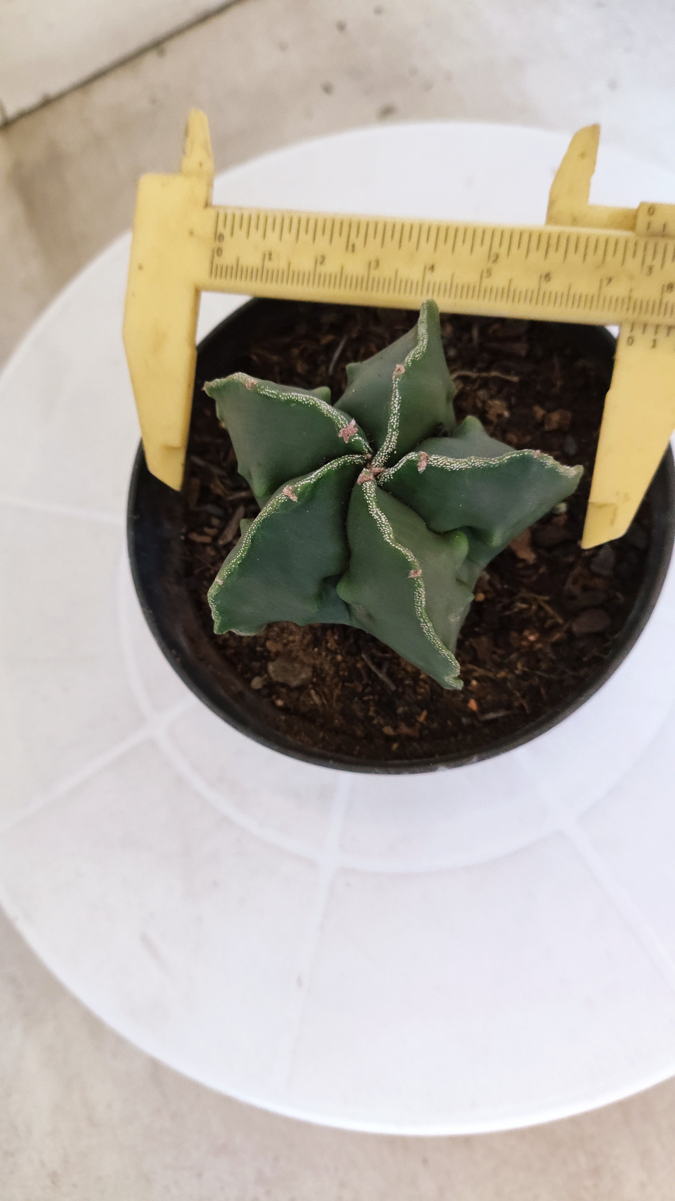 ASTROPHYTUM cv KIKKO "Fukuryu"  Nº 1207 – vaso 11
