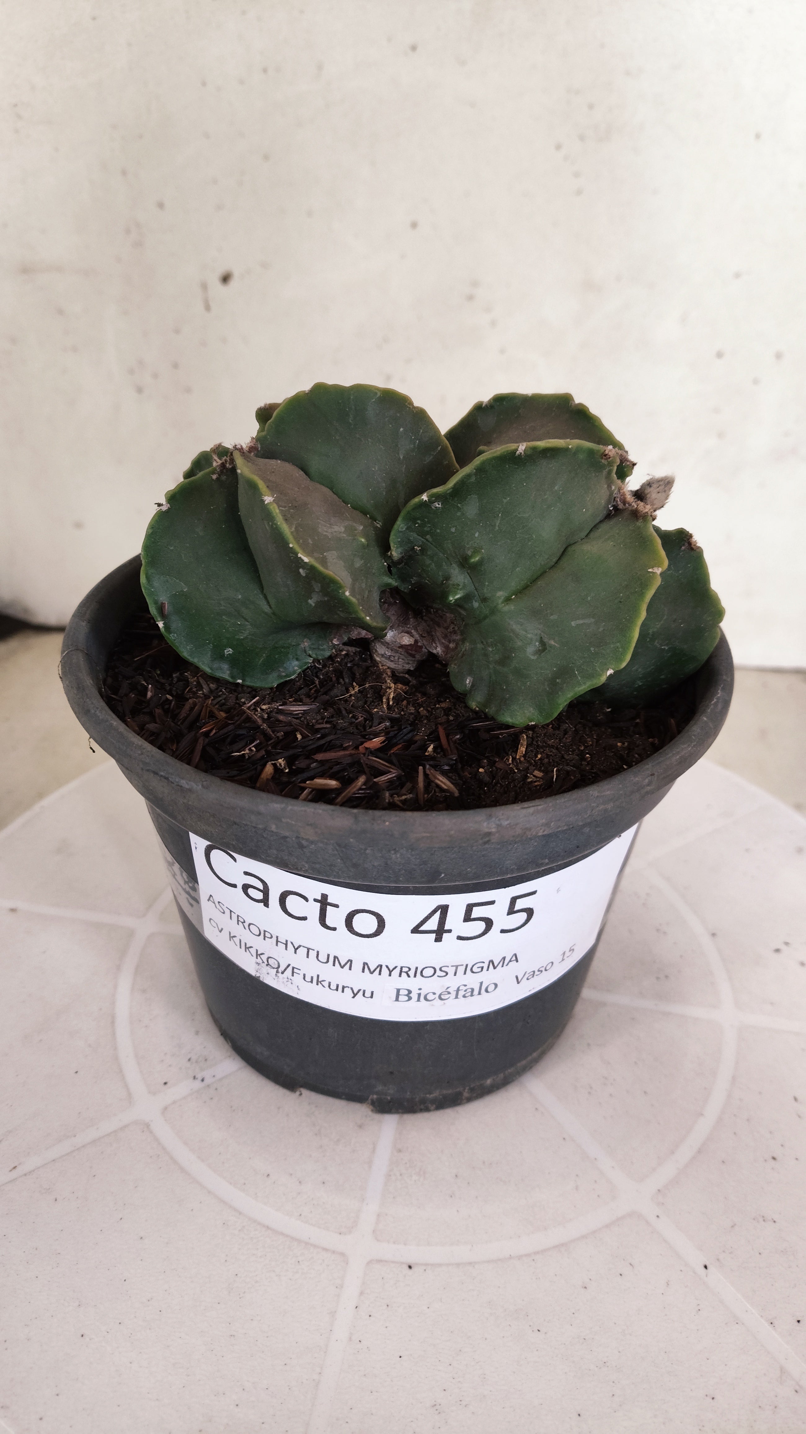ASTROPHYTUM cv KIKKO Fukuryu "Bicéfalo" Nº 455 – vaso 15