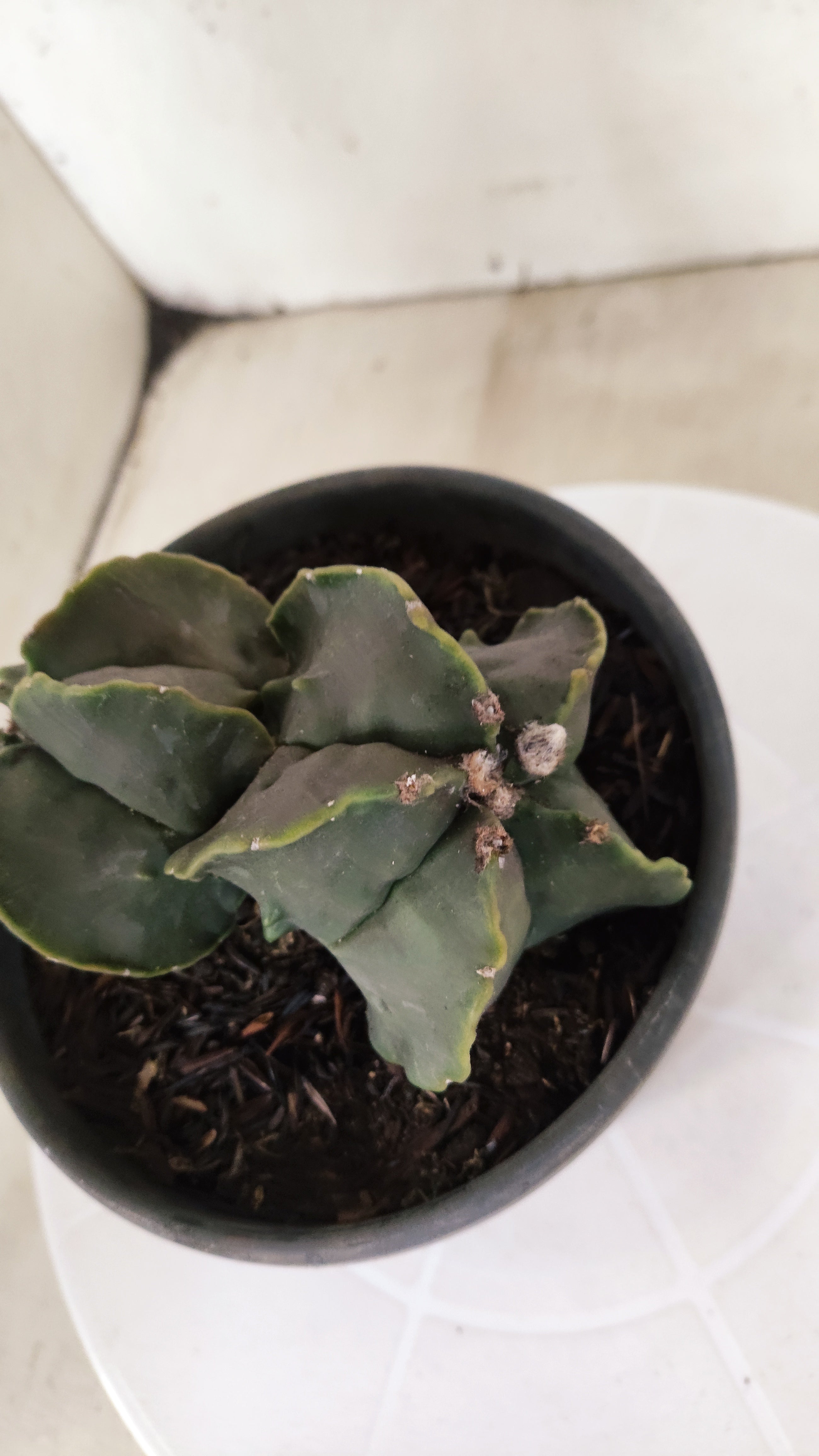 ASTROPHYTUM cv KIKKO Fukuryu "Bicéfalo" Nº 455 – vaso 15