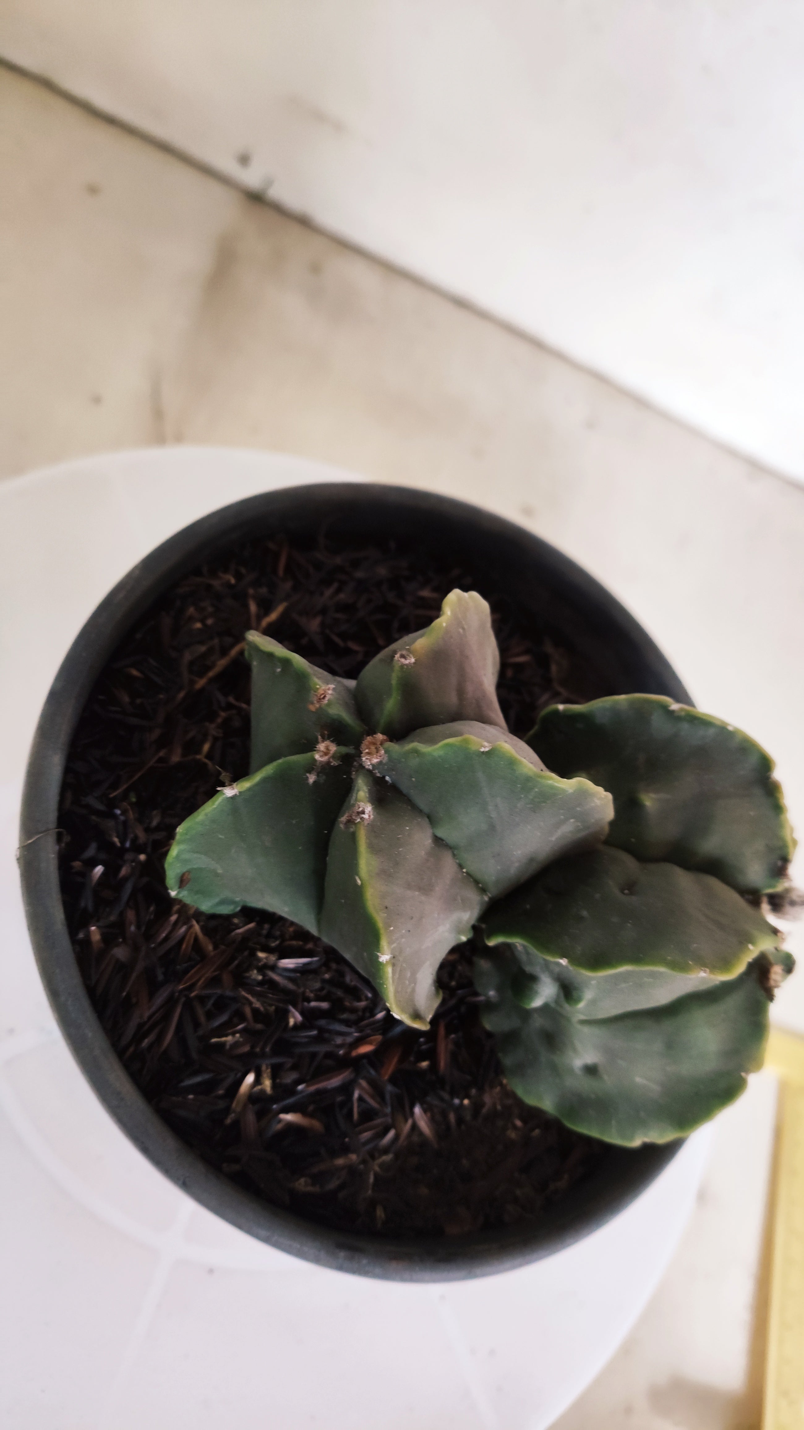 ASTROPHYTUM cv KIKKO Fukuryu "Bicéfalo" Nº 455 – vaso 15
