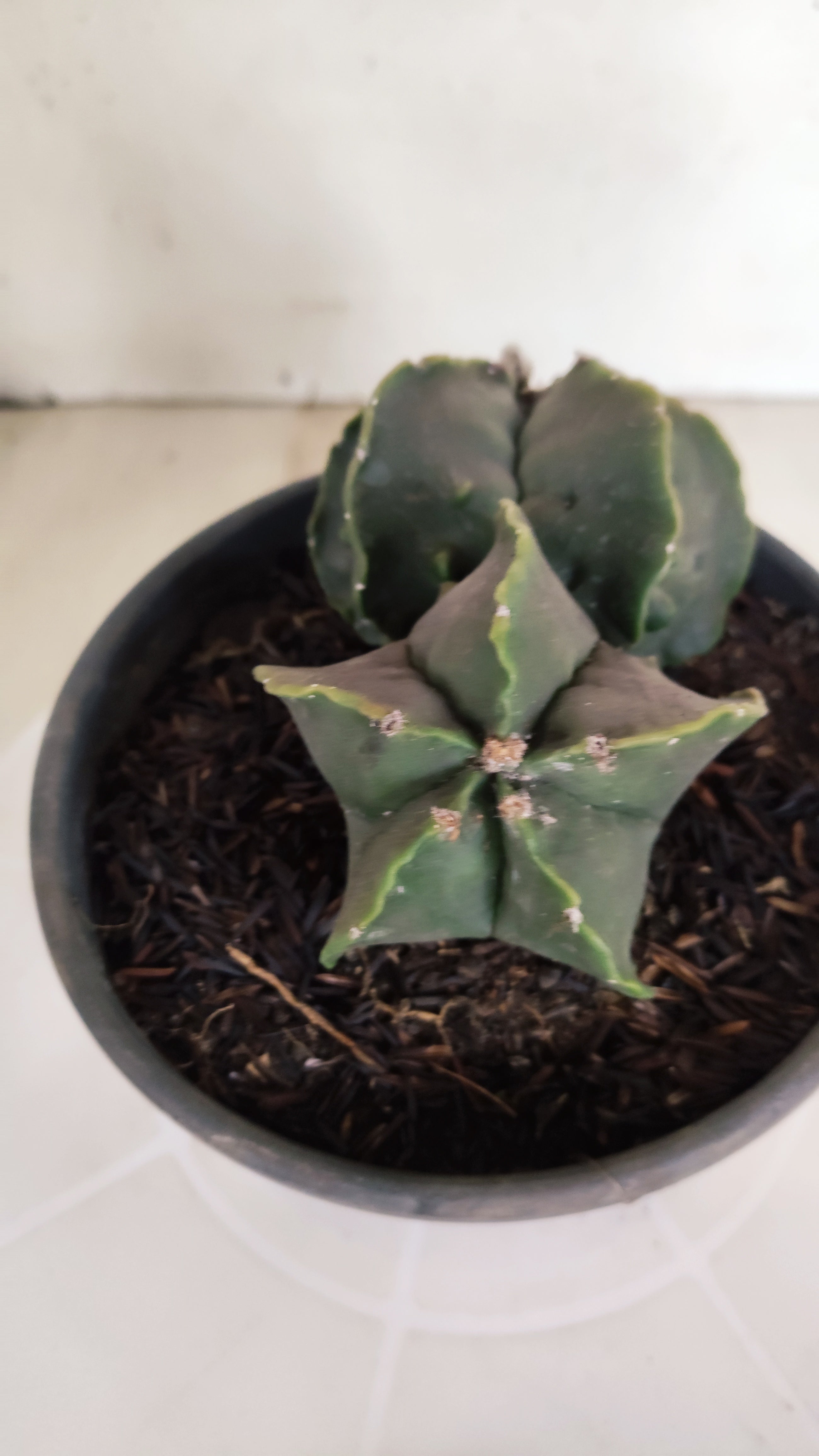 ASTROPHYTUM cv KIKKO Fukuryu "Bicéfalo" Nº 455 – vaso 15