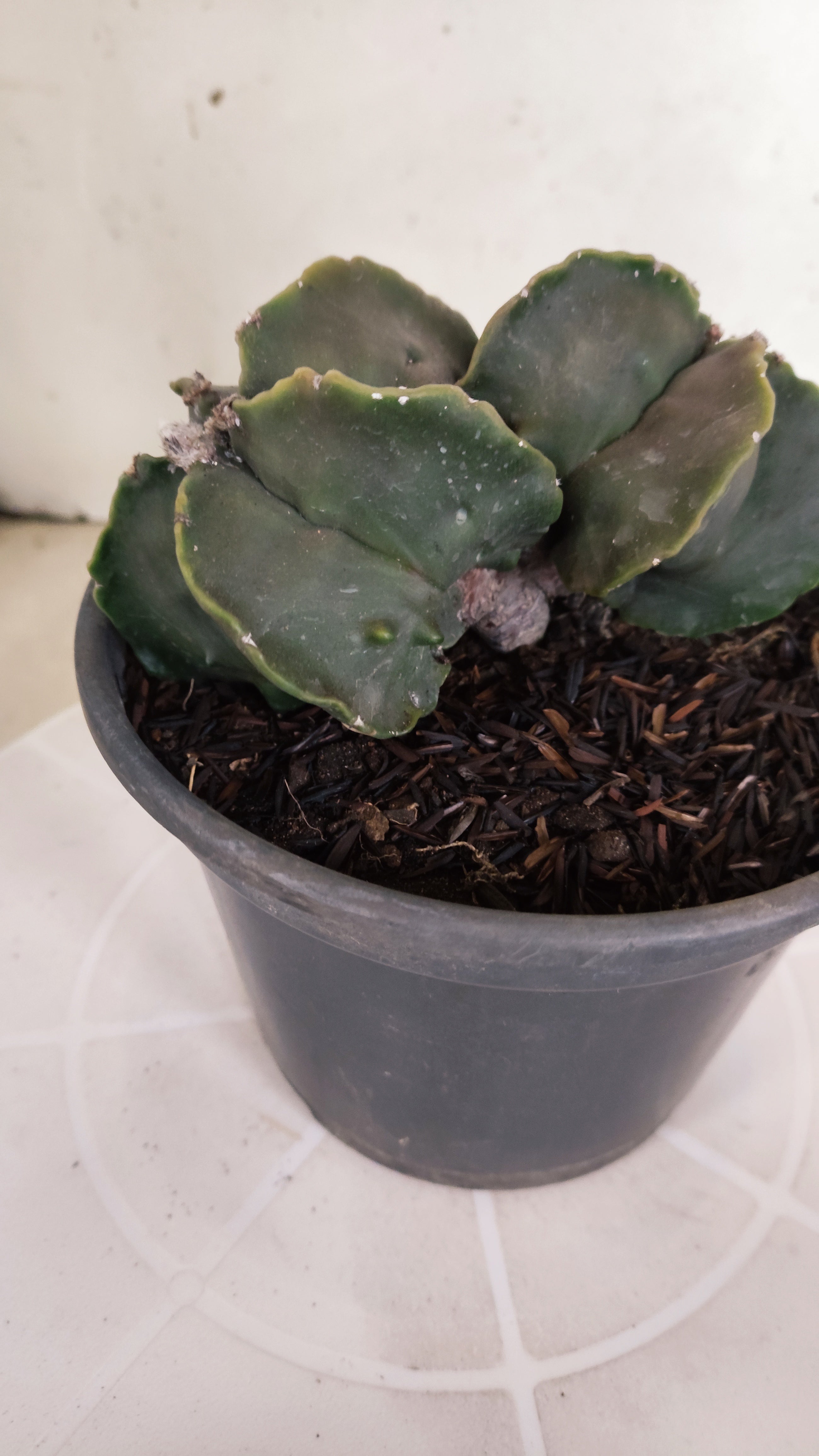 ASTROPHYTUM cv KIKKO Fukuryu "Bicéfalo" Nº 455 – vaso 15