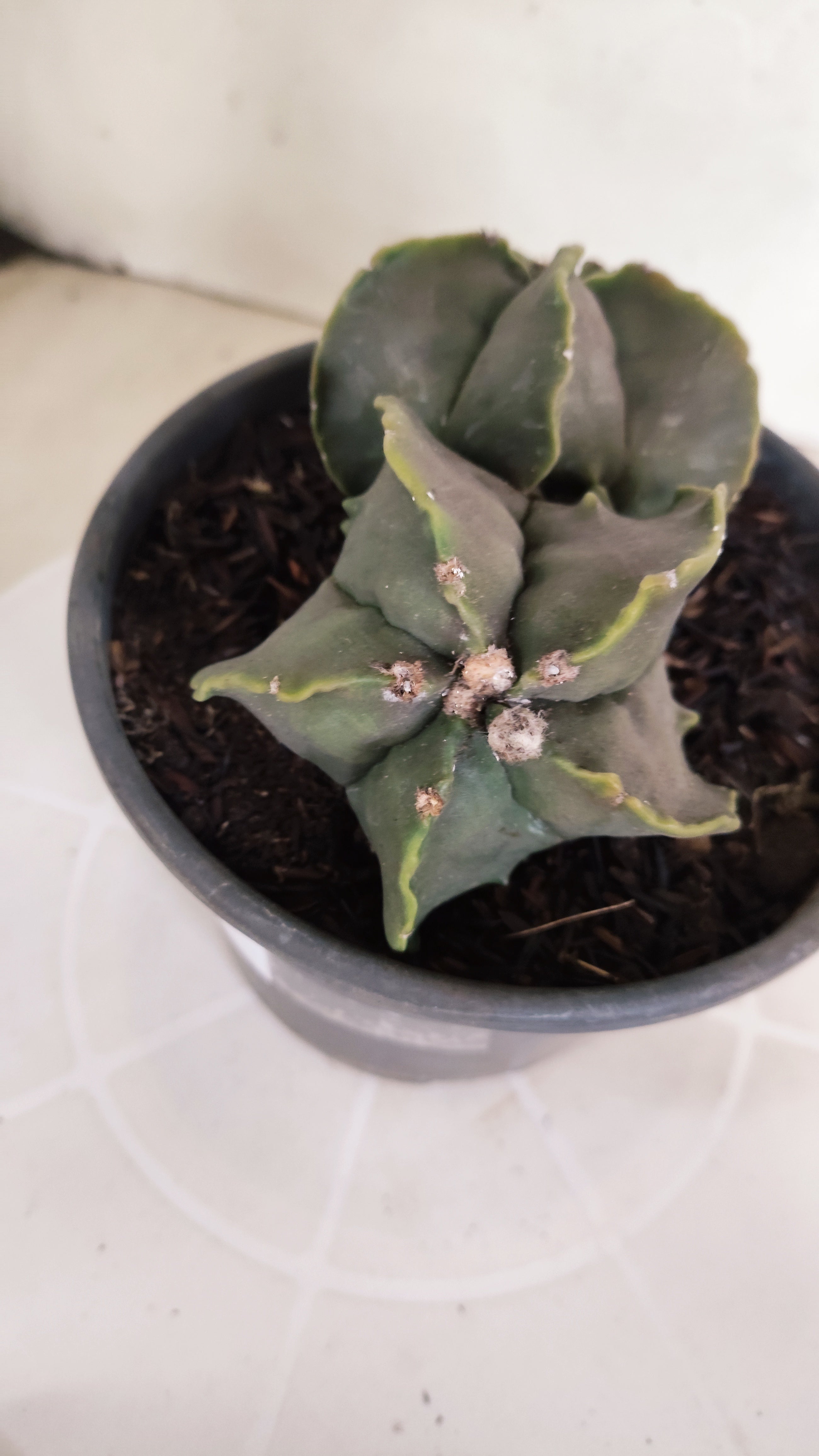 ASTROPHYTUM cv KIKKO Fukuryu "Bicéfalo" Nº 455 – vaso 15