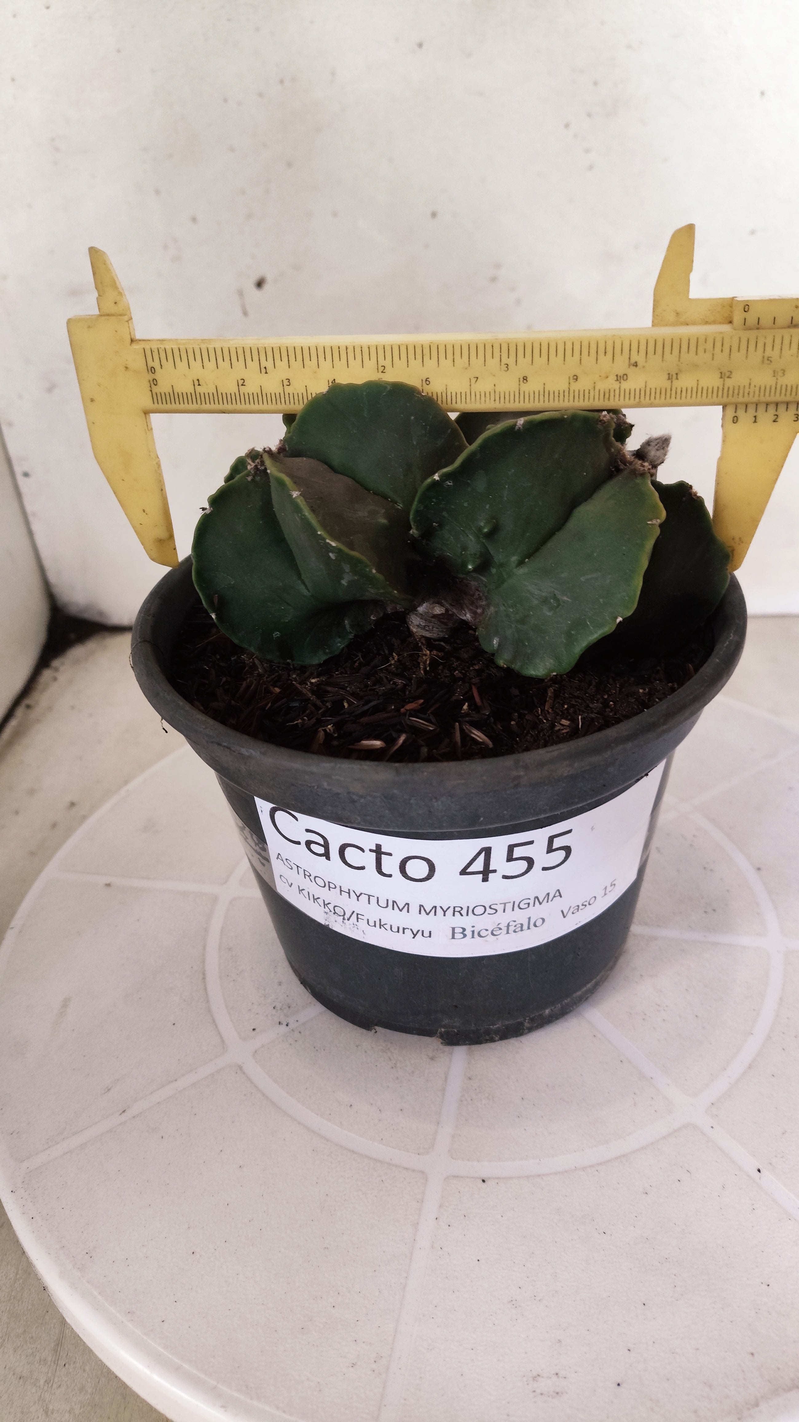 ASTROPHYTUM cv KIKKO Fukuryu "Bicéfalo" Nº 455 – vaso 15