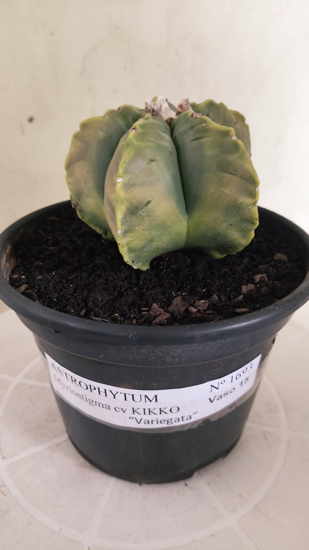 ASTROPHYTUM cv KIKKO "Variegata" Nº 1693  - vaso 15