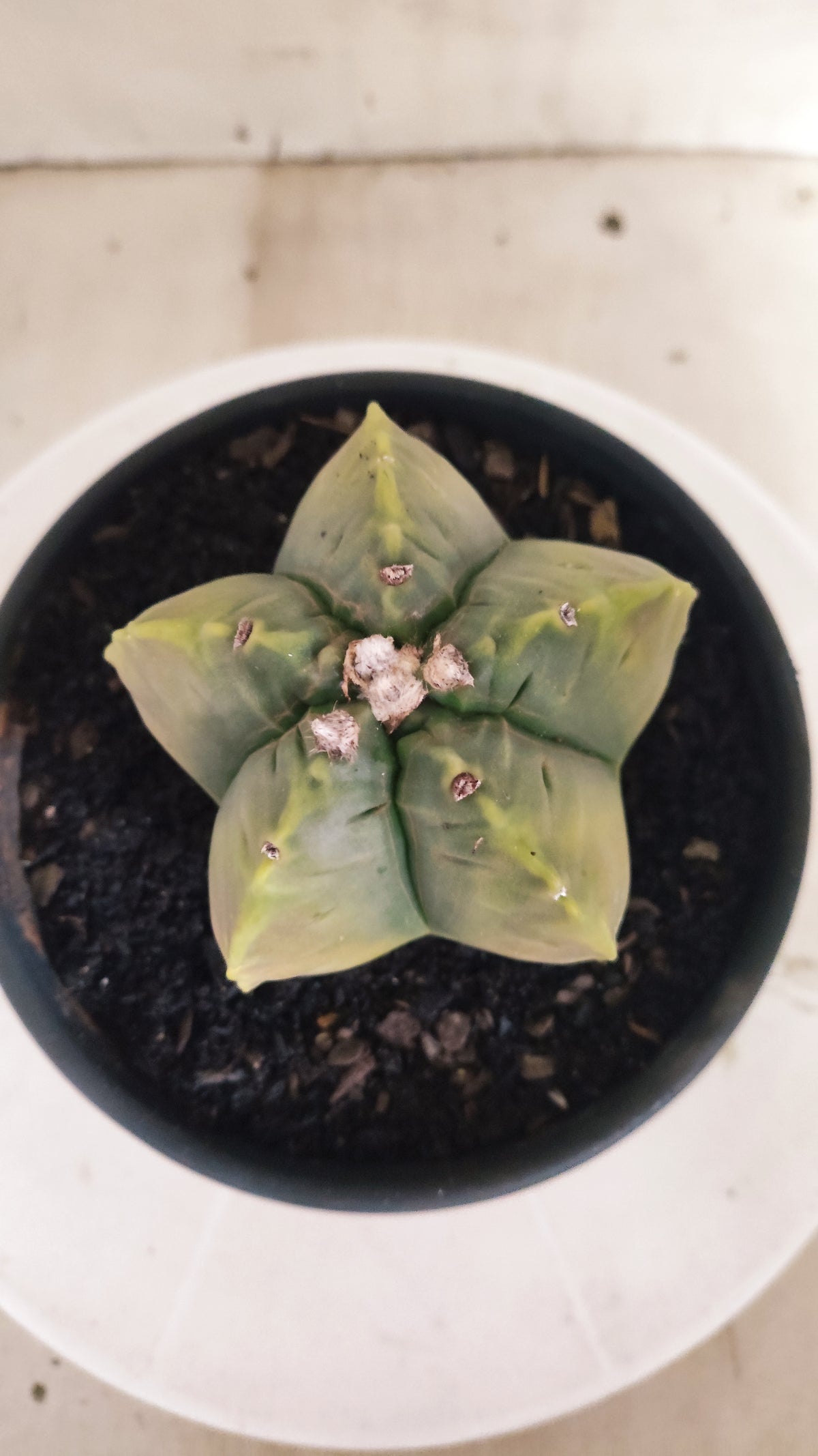 ASTROPHYTUM cv KIKKO "Variegata" Nº 1693  - vaso 15