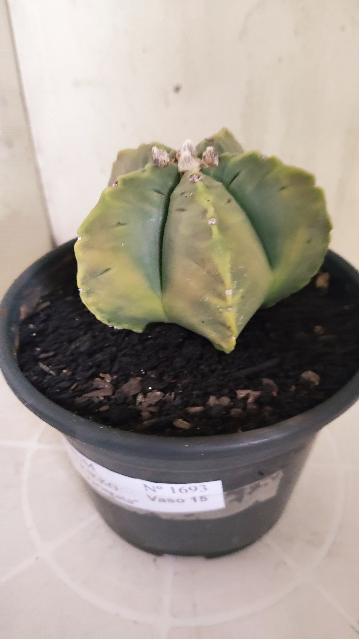 ASTROPHYTUM cv KIKKO "Variegata" Nº 1693  - vaso 15