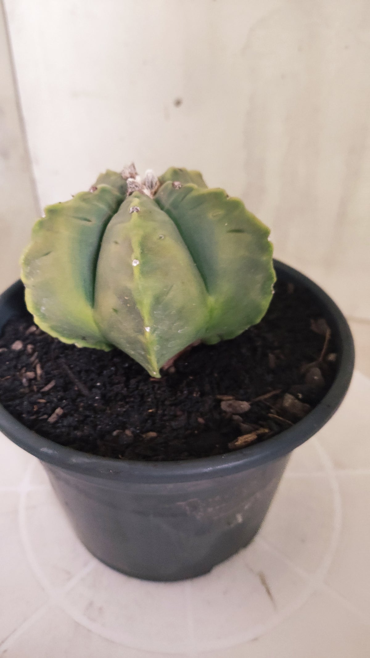ASTROPHYTUM cv KIKKO "Variegata" Nº 1693  - vaso 15