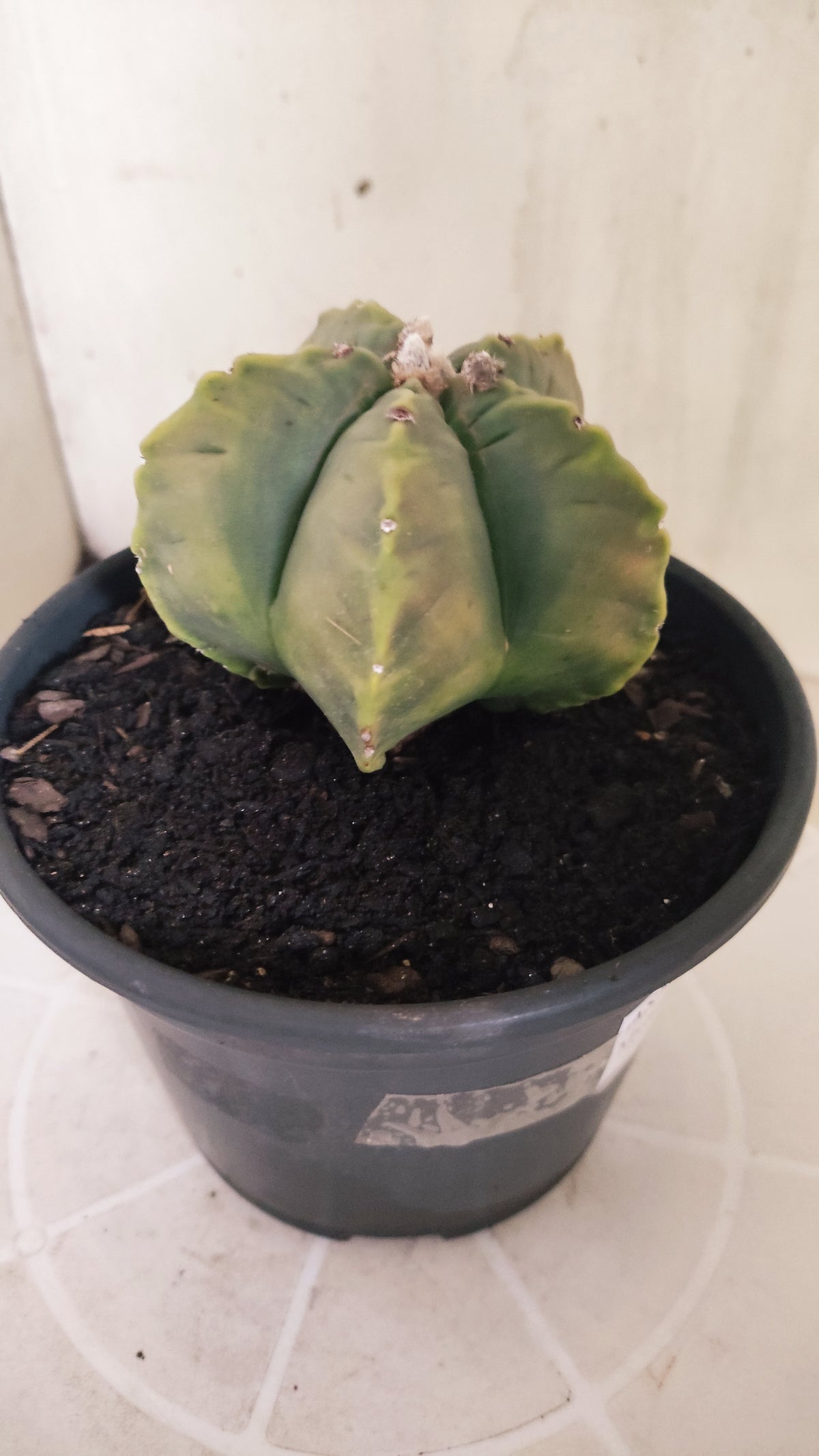 ASTROPHYTUM cv KIKKO "Variegata" Nº 1693  - vaso 15