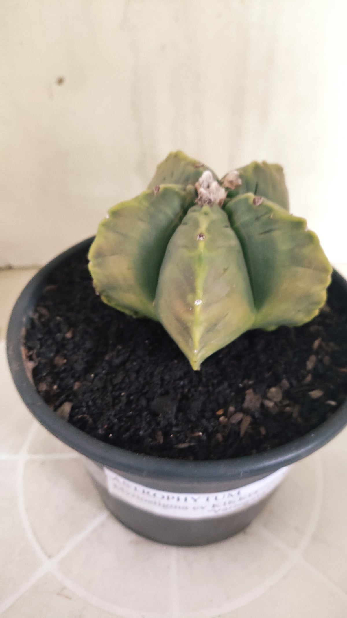 ASTROPHYTUM cv KIKKO "Variegata" Nº 1693  - vaso 15