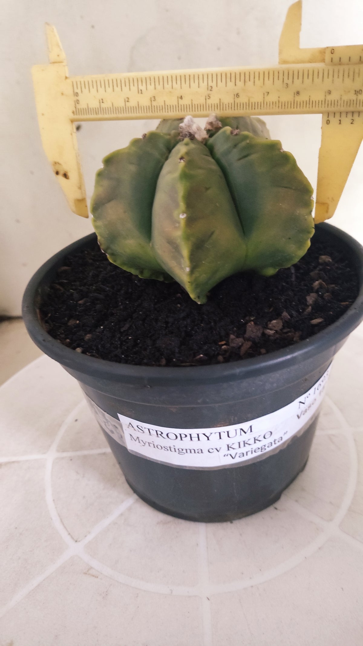 ASTROPHYTUM cv KIKKO "Variegata" Nº 1693  - vaso 15