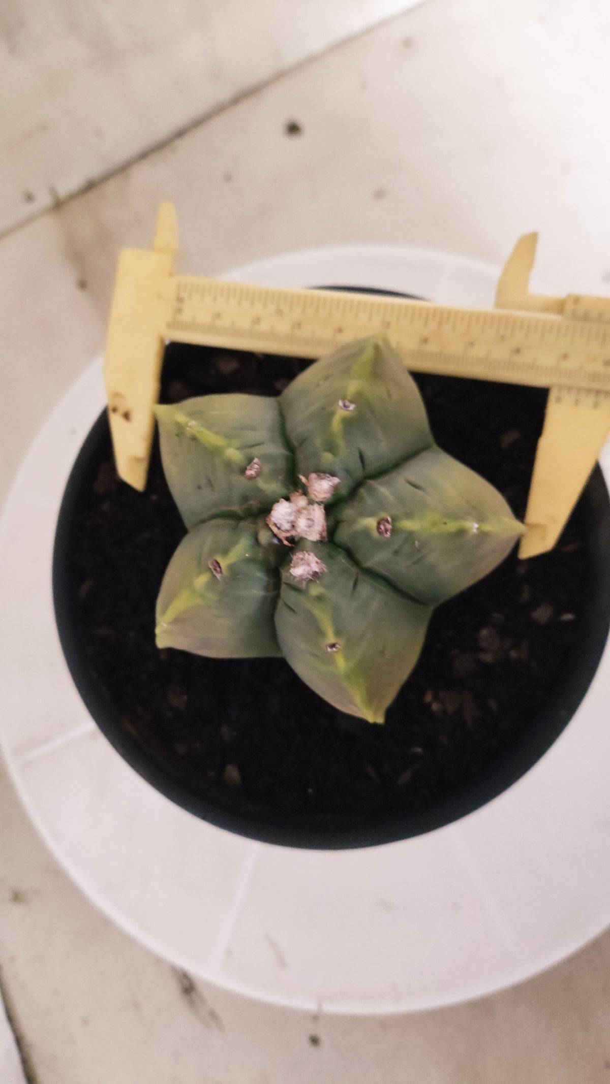 ASTROPHYTUM cv KIKKO "Variegata" Nº 1693  - vaso 15