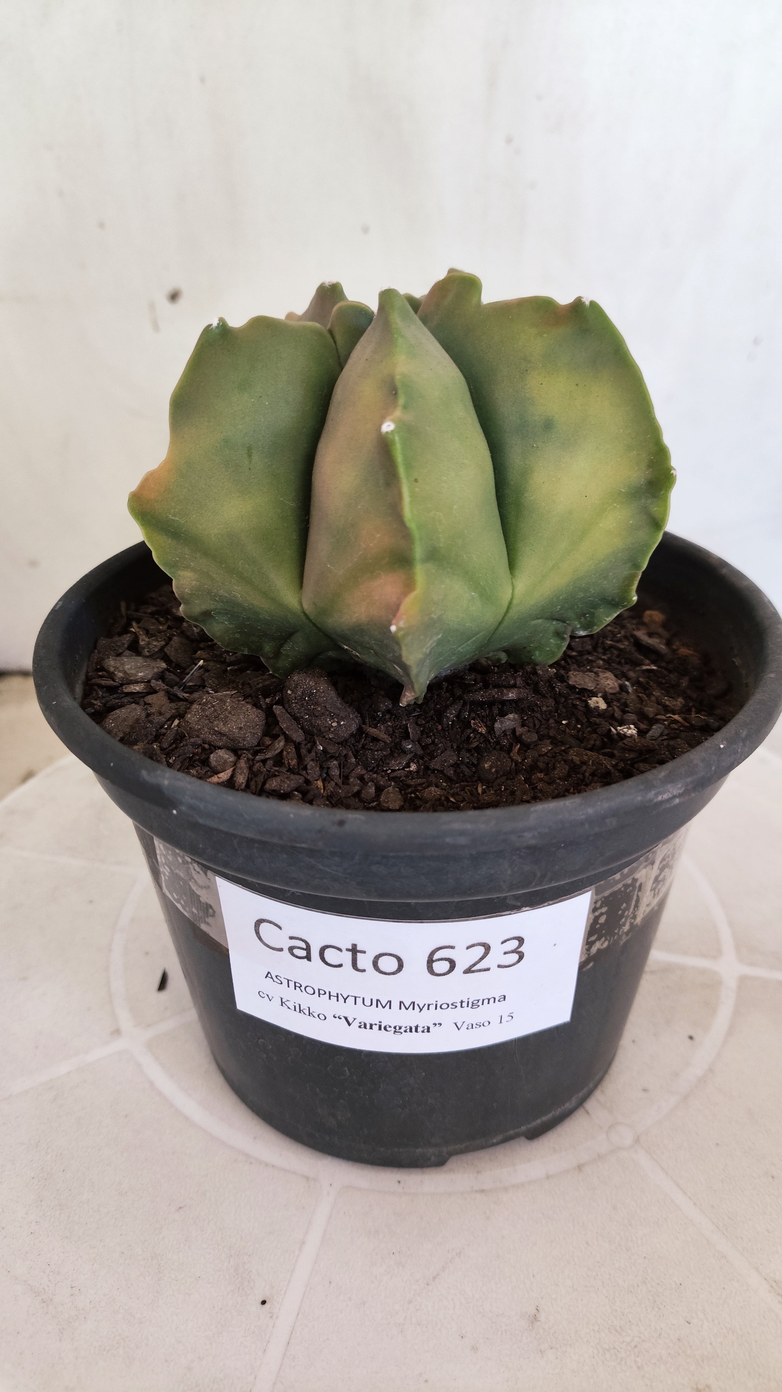 MATRIZ ASTROPHYTUM cv KIKKO "Variegata"  Nº 623  – vaso 15