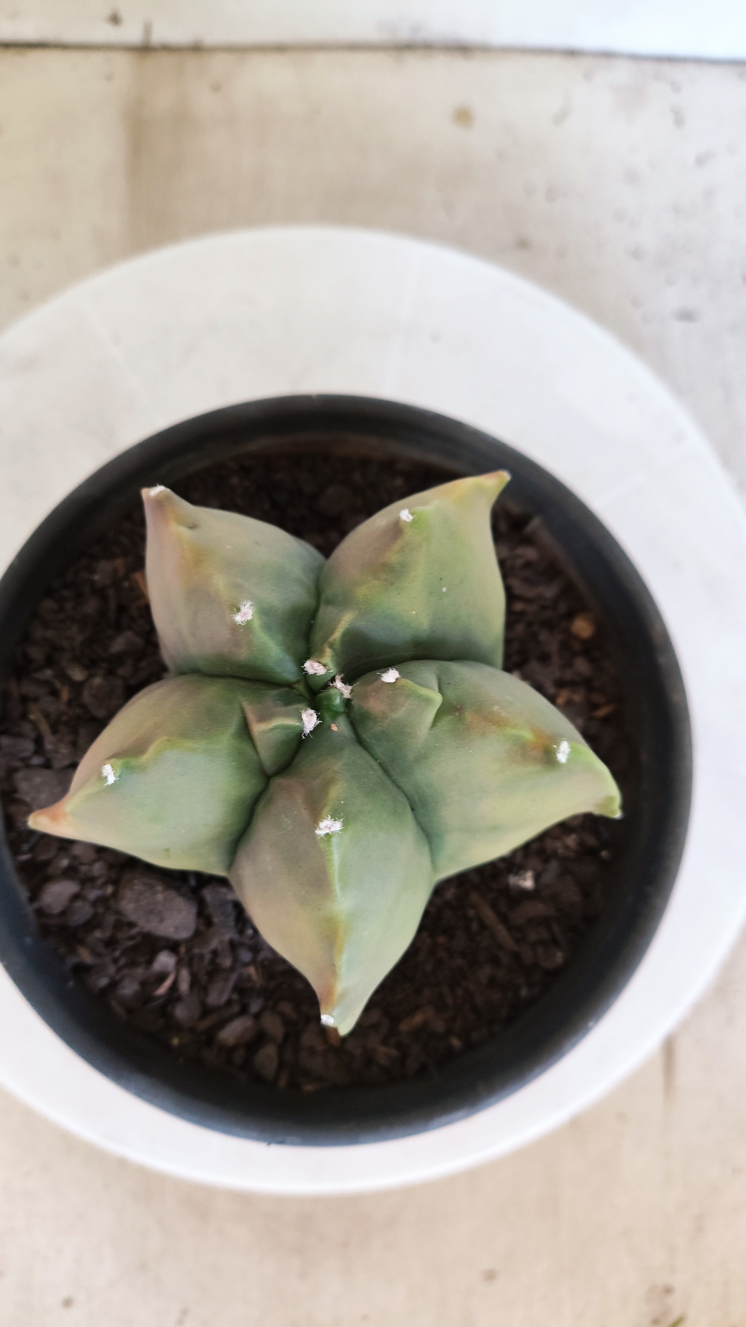 MATRIZ ASTROPHYTUM cv KIKKO "Variegata"  Nº 623  – vaso 15