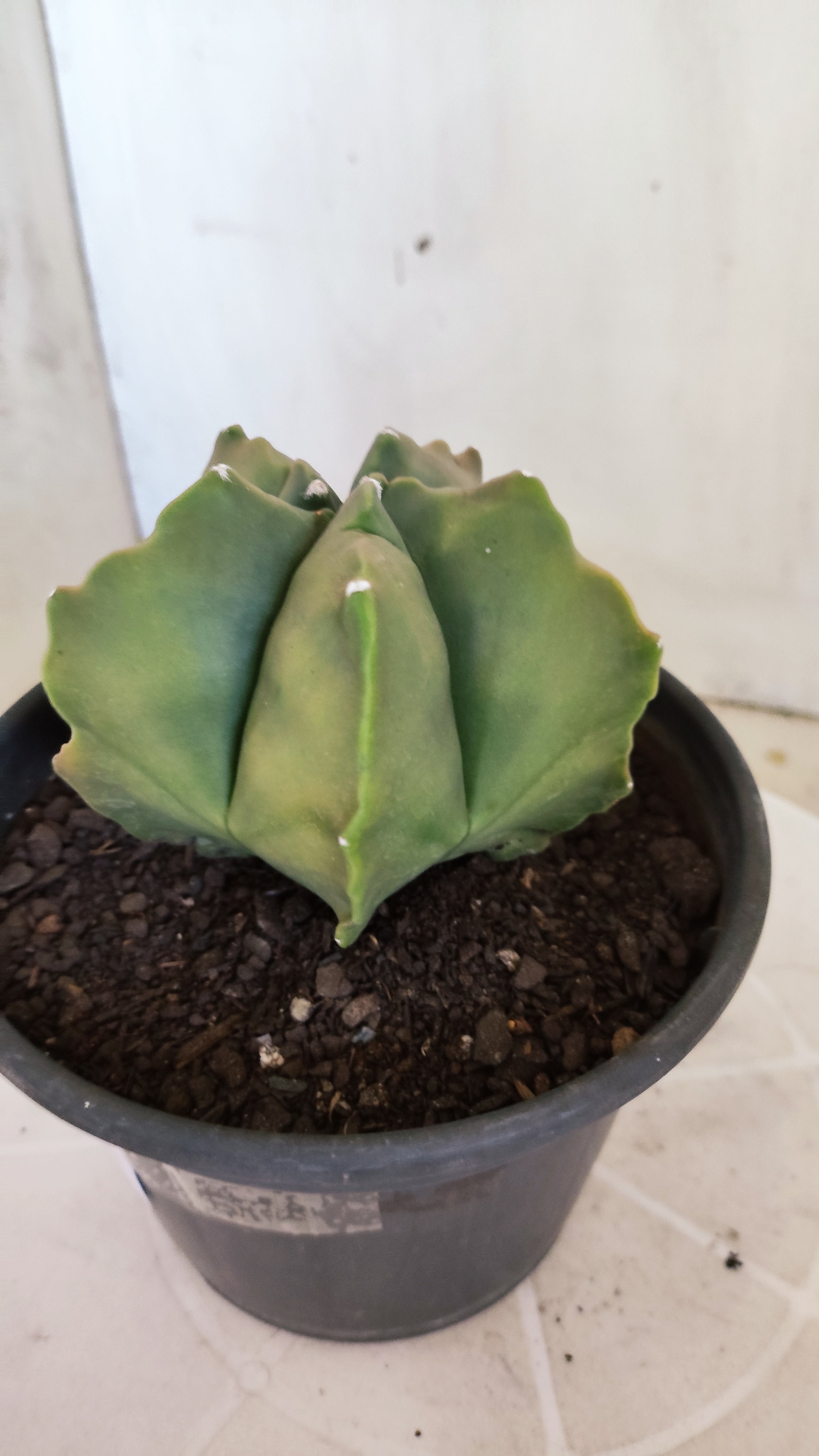 MATRIZ ASTROPHYTUM cv KIKKO "Variegata"  Nº 623  – vaso 15