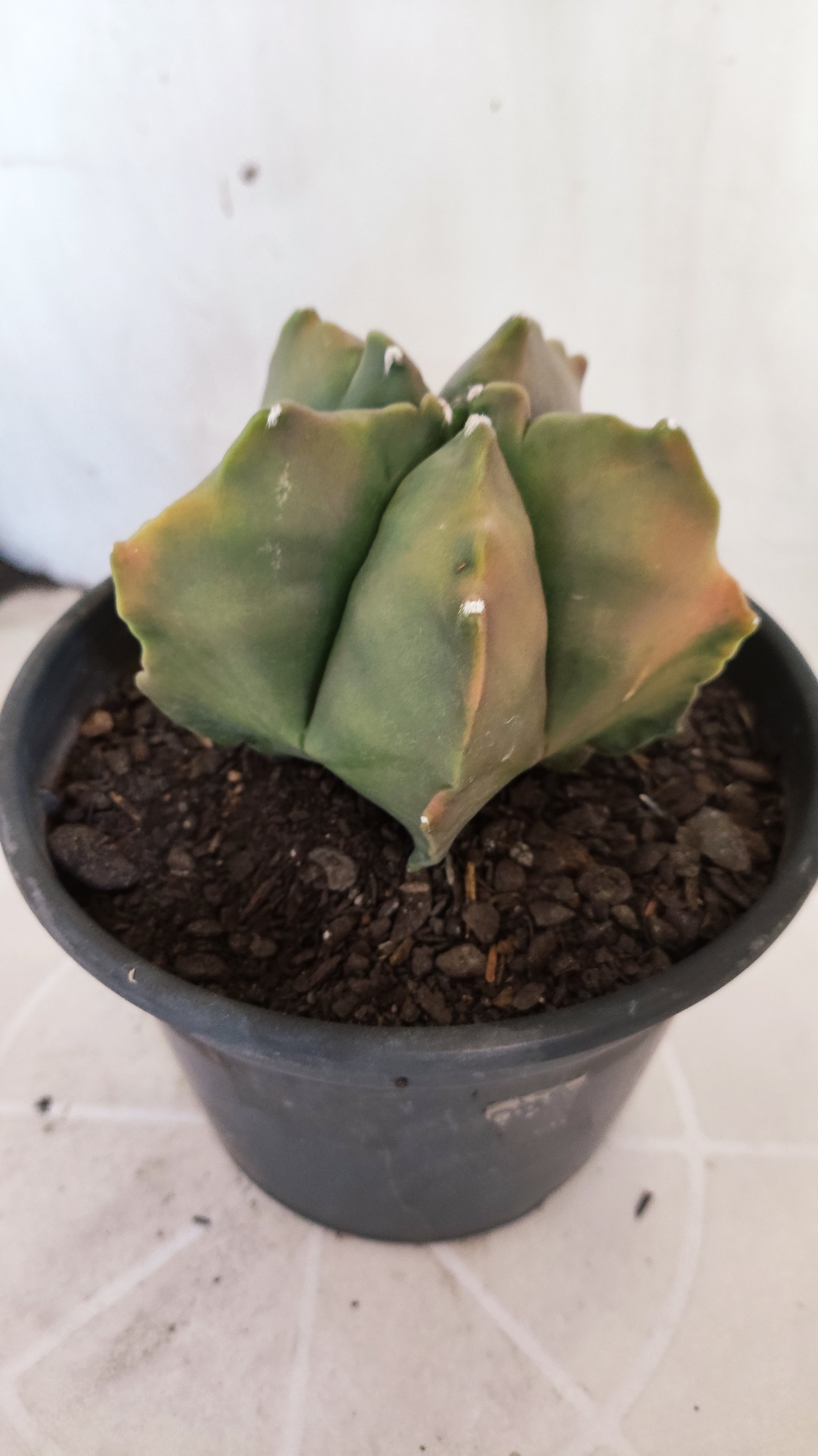 MATRIZ ASTROPHYTUM cv KIKKO "Variegata"  Nº 623  – vaso 15