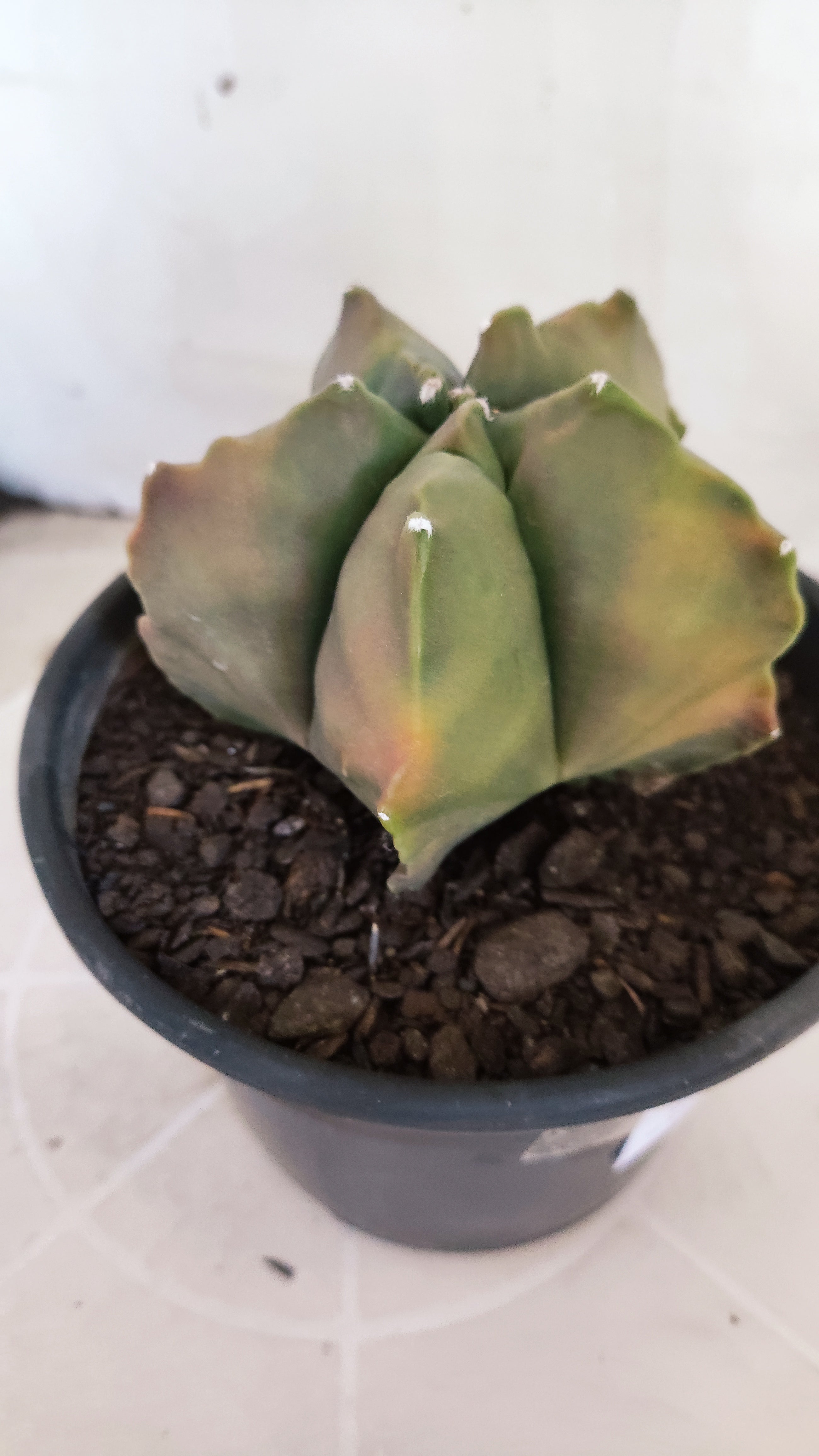 MATRIZ ASTROPHYTUM cv KIKKO "Variegata"  Nº 623  – vaso 15