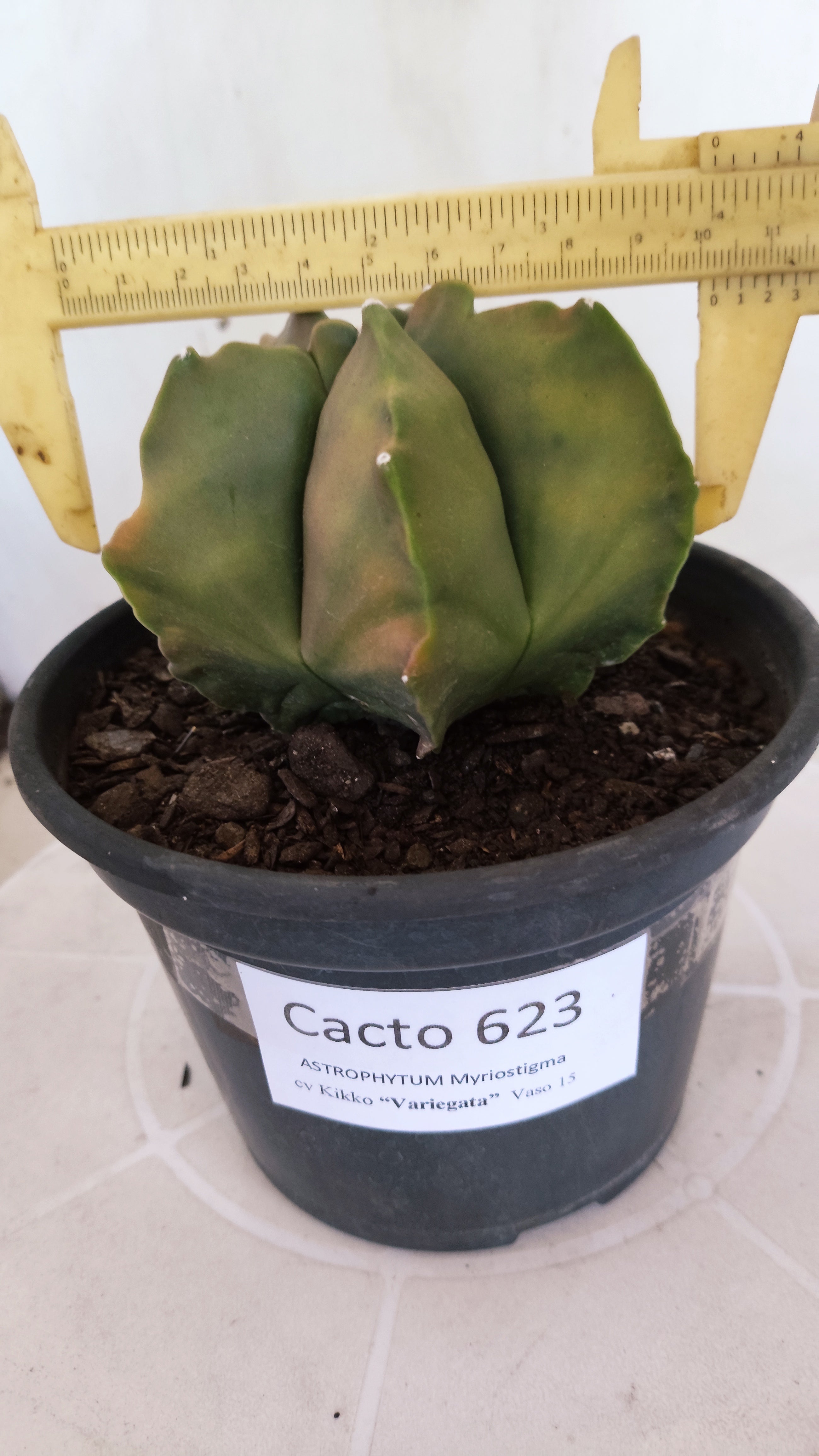 MATRIZ ASTROPHYTUM cv KIKKO "Variegata"  Nº 623  – vaso 15