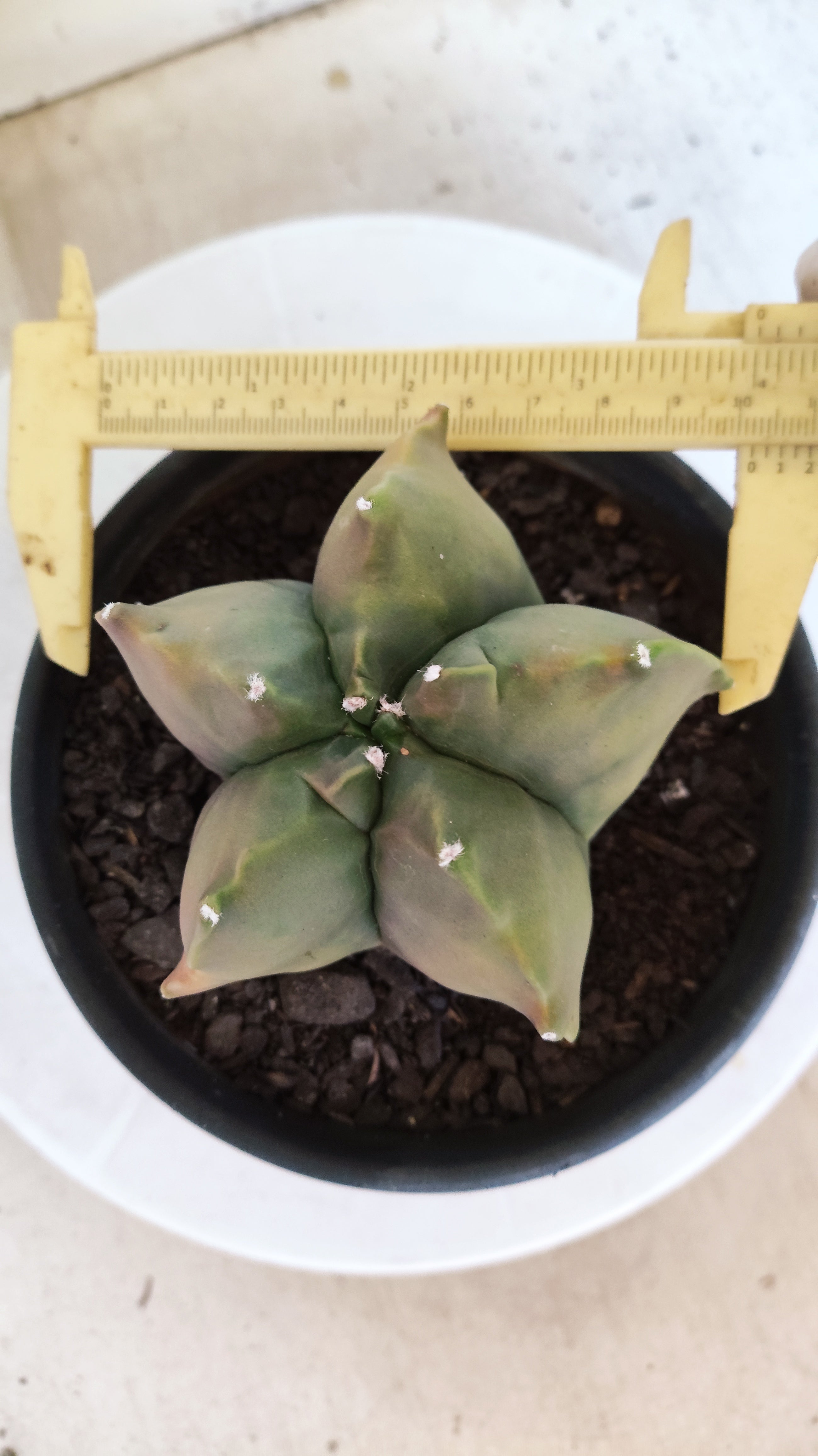 MATRIZ ASTROPHYTUM cv KIKKO "Variegata"  Nº 623  – vaso 15