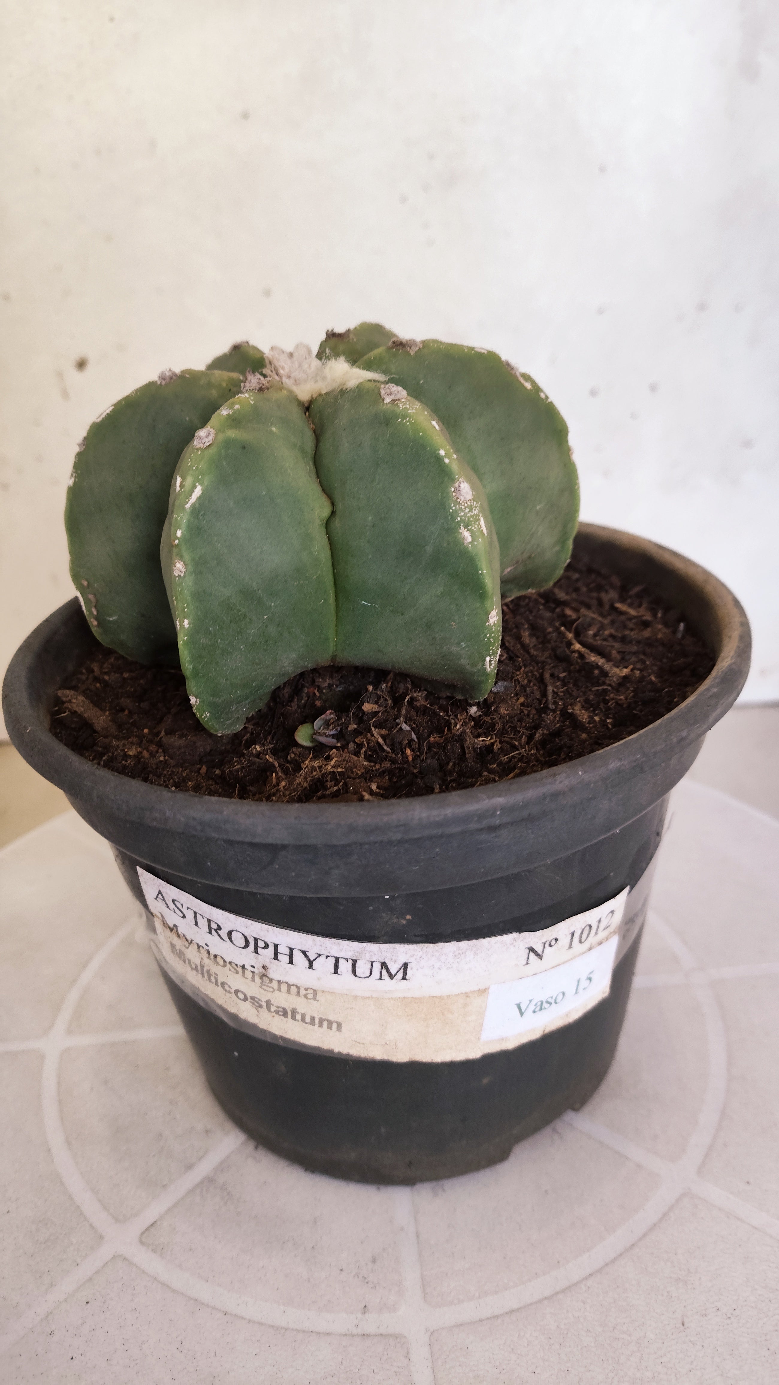 ASTROPHYTUM MYRIOSTIGMA "Multicostatum - 6 quinas "  Nº 1012 – vaso 15