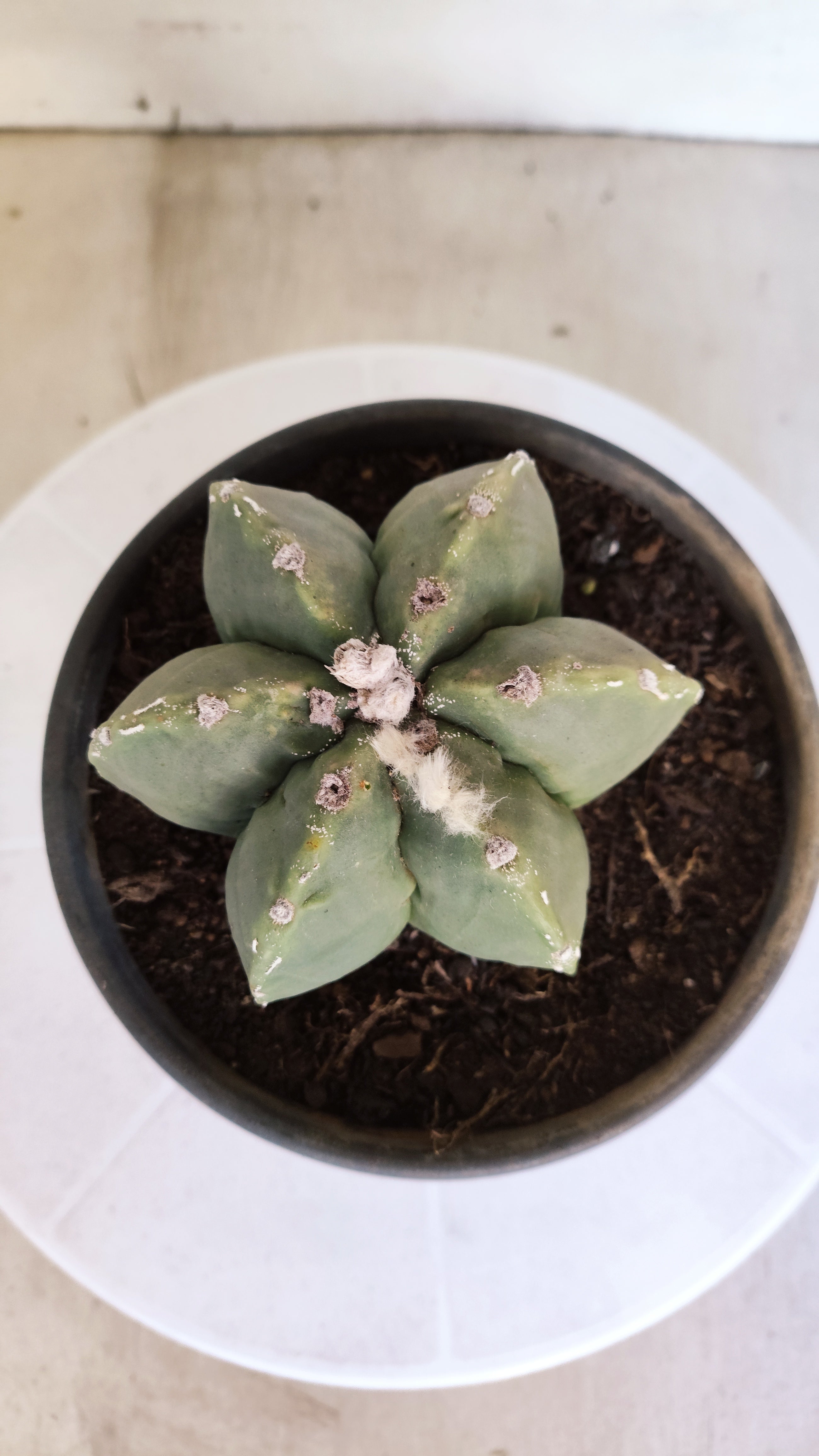 ASTROPHYTUM MYRIOSTIGMA "Multicostatum - 6 quinas "  Nº 1012 – vaso 15