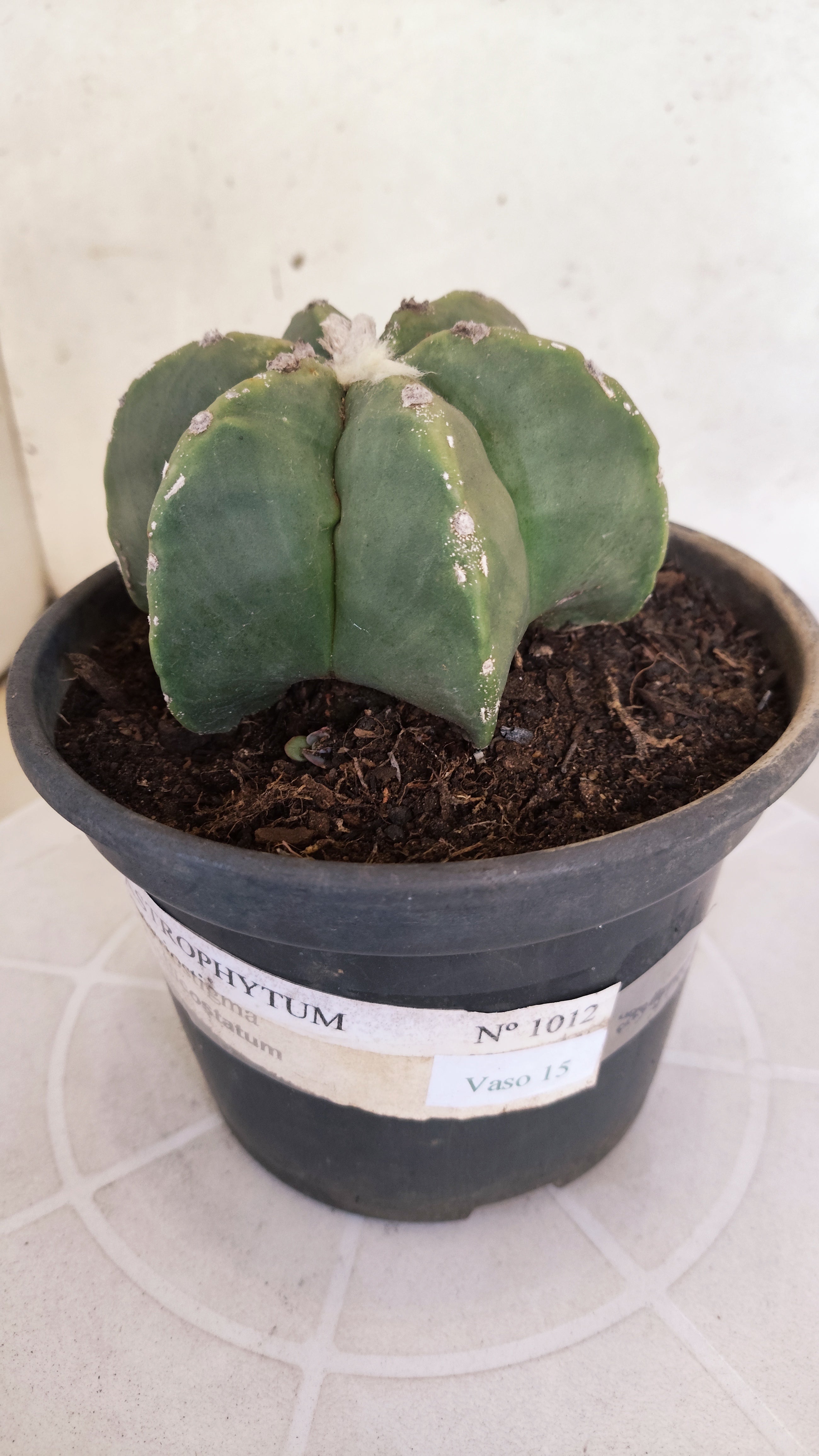ASTROPHYTUM MYRIOSTIGMA "Multicostatum - 6 quinas "  Nº 1012 – vaso 15
