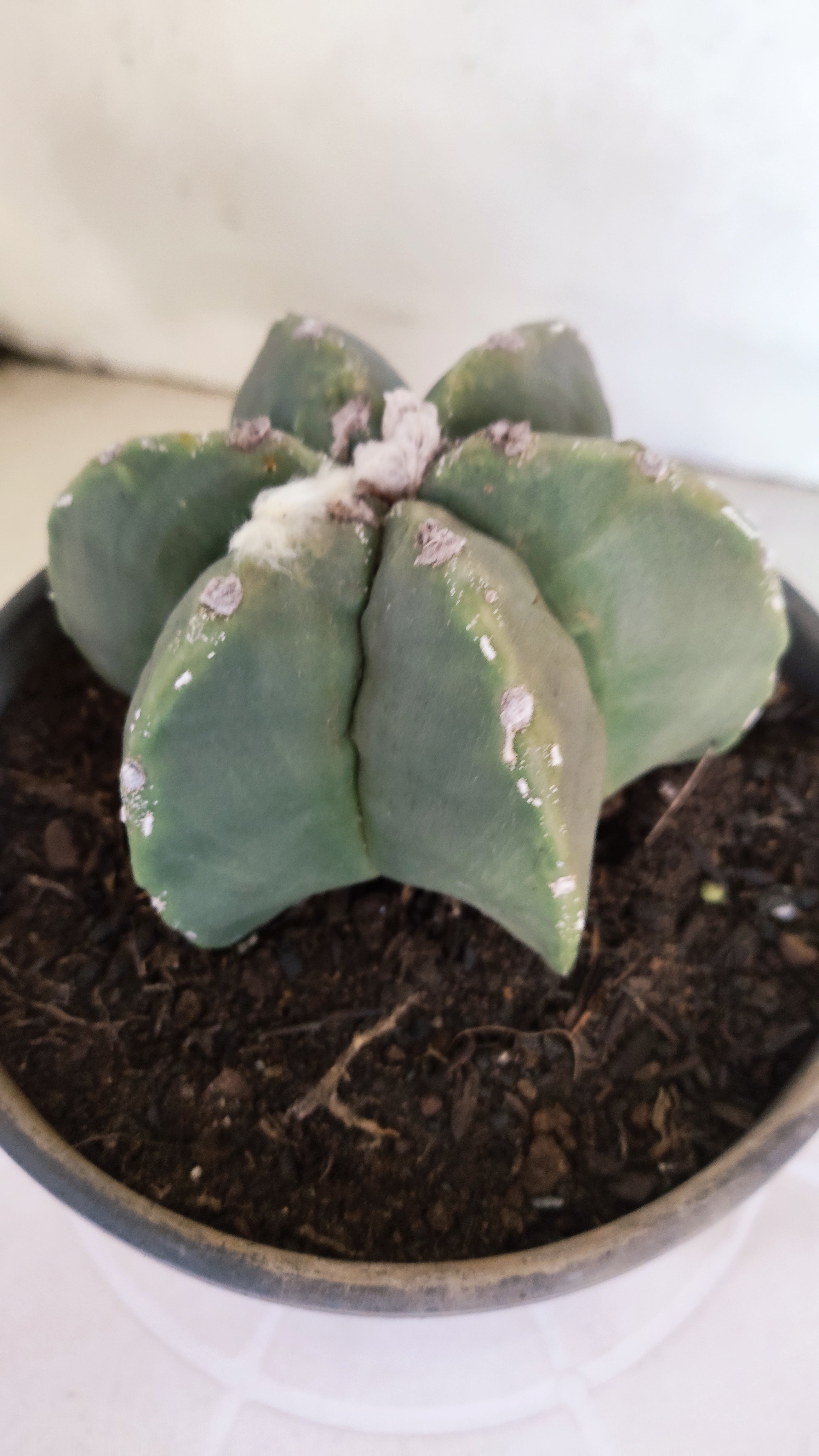 ASTROPHYTUM MYRIOSTIGMA "Multicostatum - 6 quinas "  Nº 1012 – vaso 15