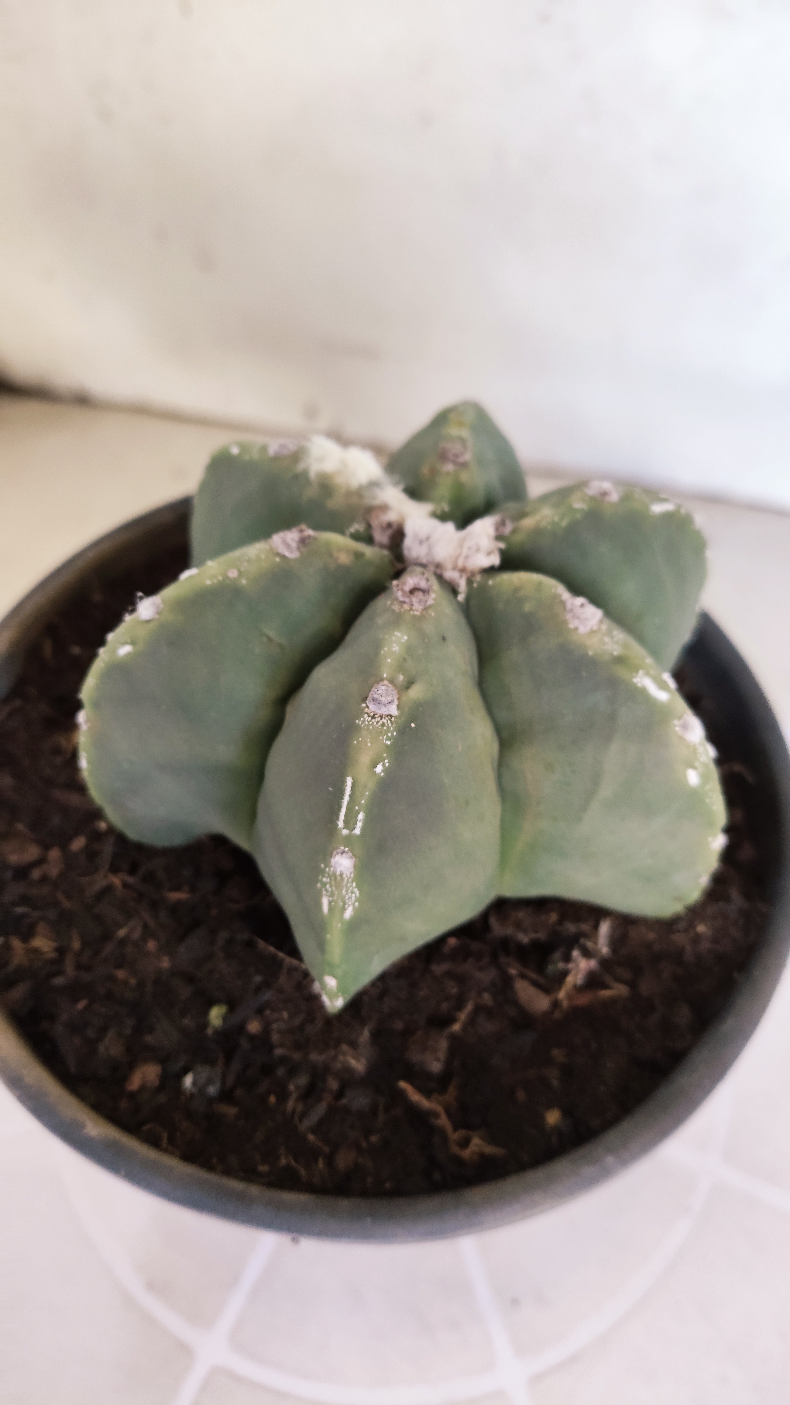 ASTROPHYTUM MYRIOSTIGMA "Multicostatum - 6 quinas "  Nº 1012 – vaso 15