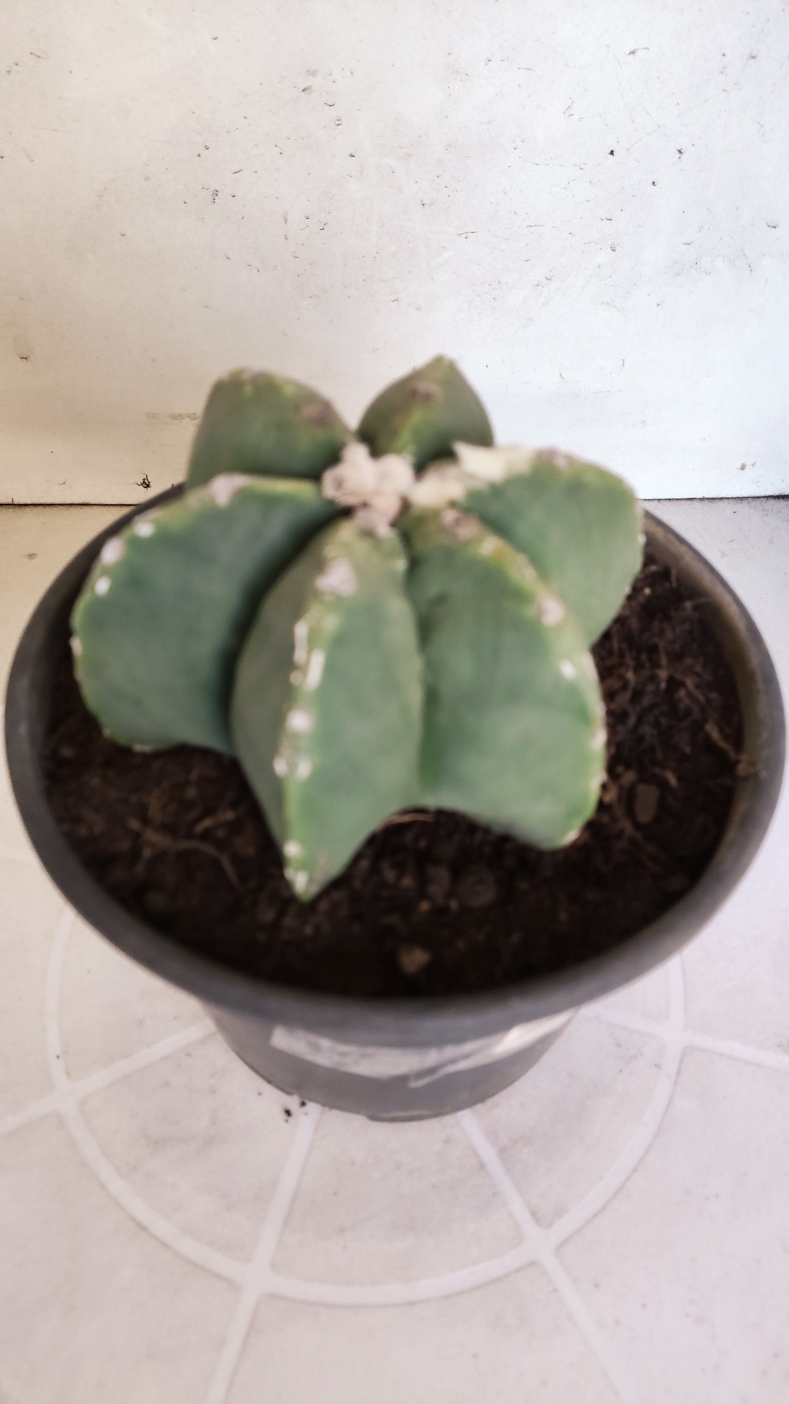 ASTROPHYTUM MYRIOSTIGMA "Multicostatum - 6 quinas "  Nº 1012 – vaso 15