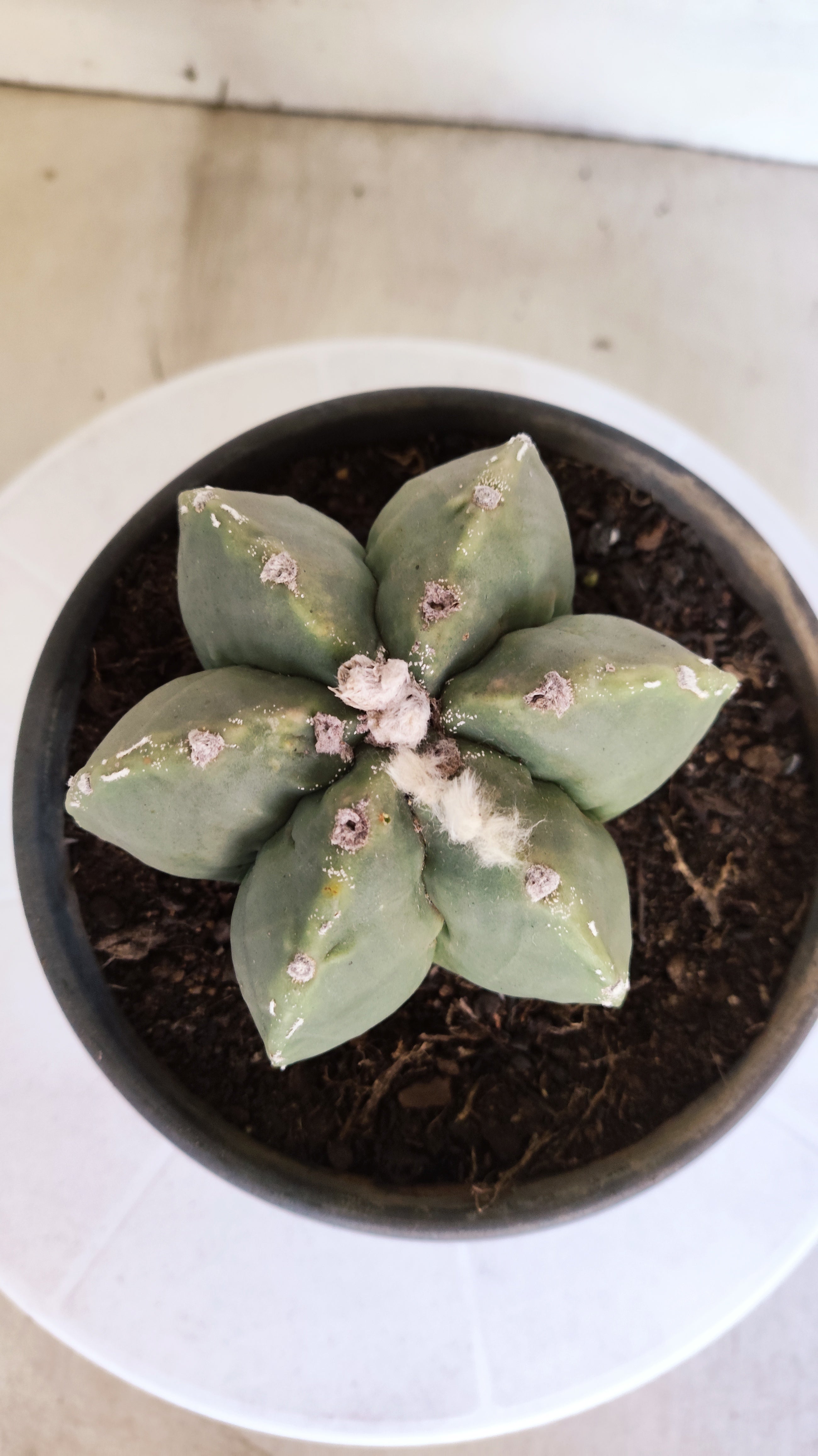 ASTROPHYTUM MYRIOSTIGMA "Multicostatum - 6 quinas "  Nº 1012 – vaso 15