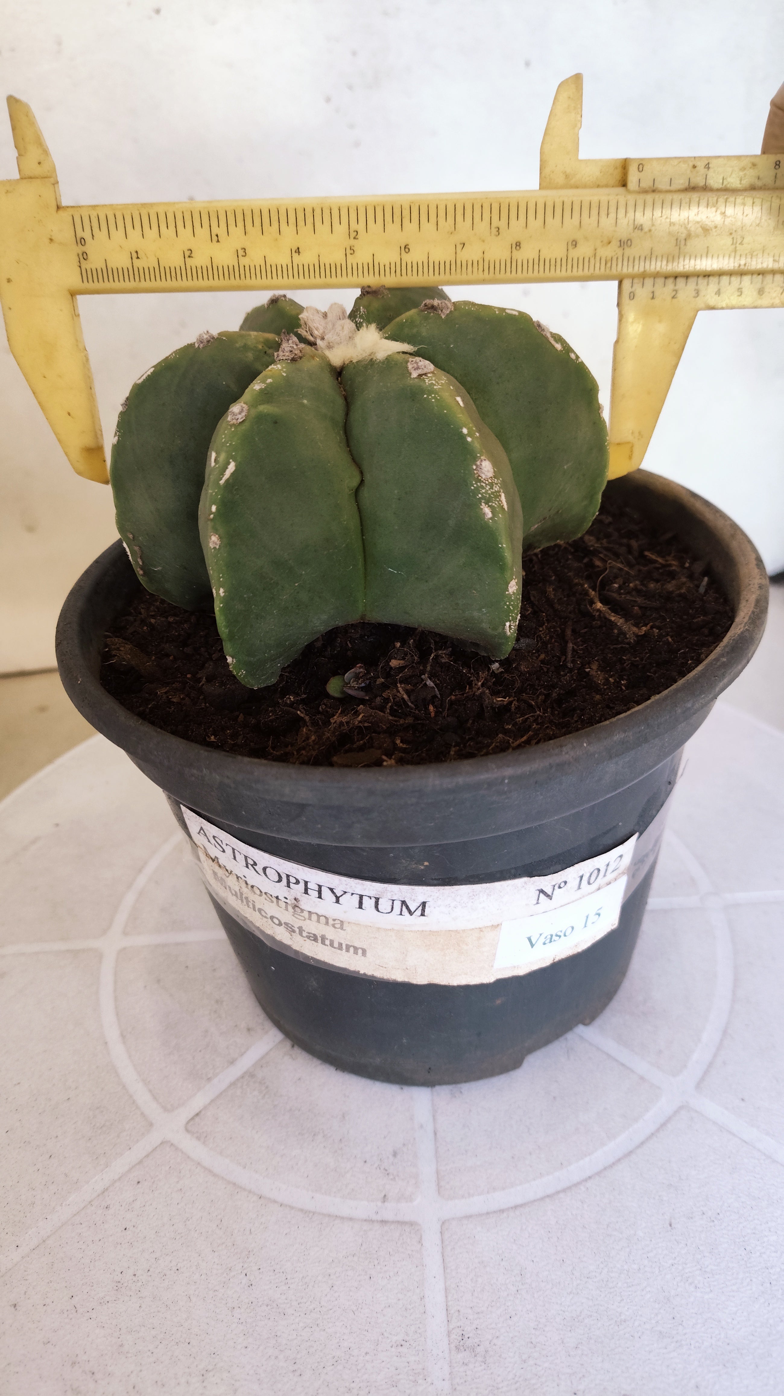 ASTROPHYTUM MYRIOSTIGMA "Multicostatum - 6 quinas "  Nº 1012 – vaso 15