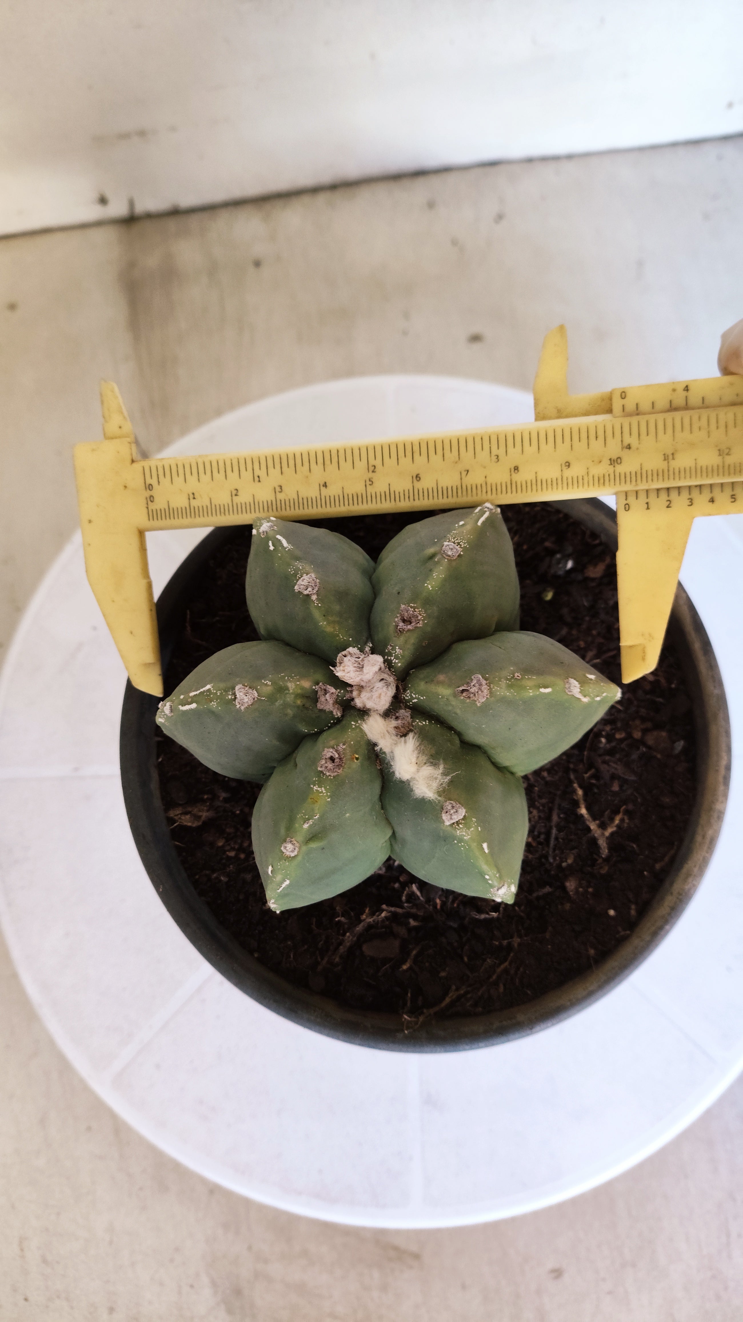 ASTROPHYTUM MYRIOSTIGMA "Multicostatum - 6 quinas "  Nº 1012 – vaso 15
