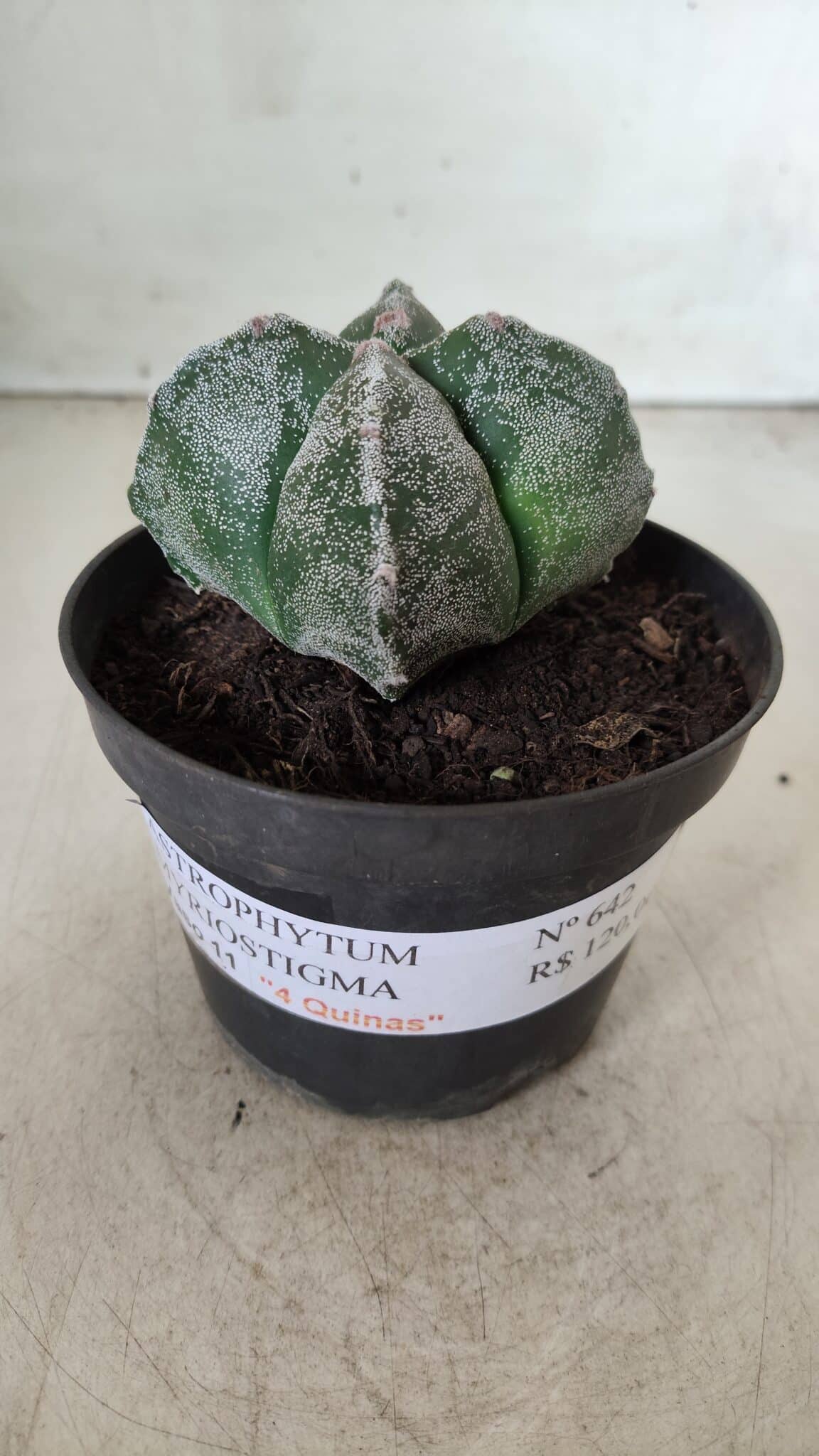 ASTROPHYTUM MYRIOSTIGMA Nº 642 "4 Quinas"– vaso 11