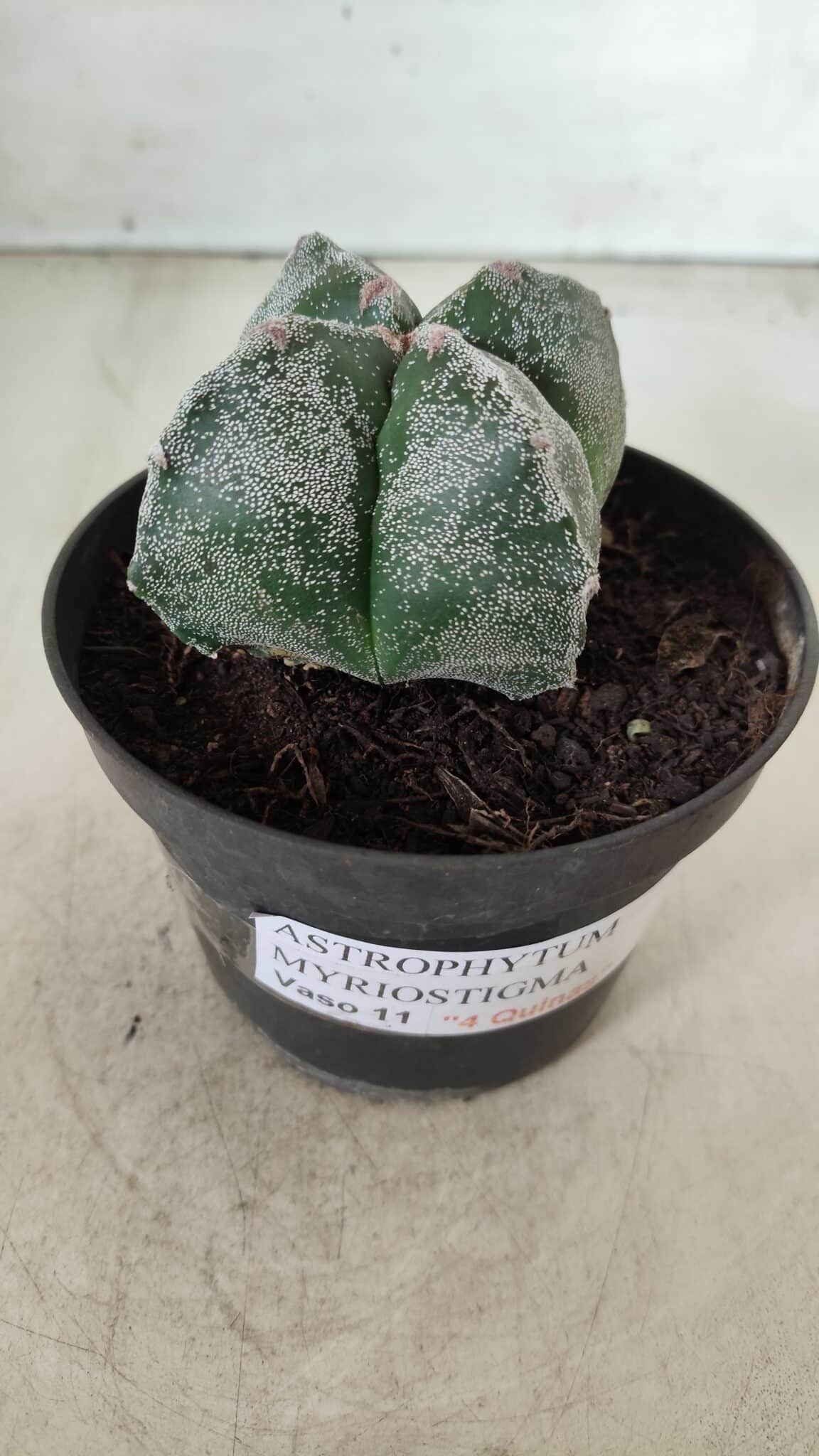 ASTROPHYTUM MYRIOSTIGMA Nº 642 "4 Quinas"– vaso 11