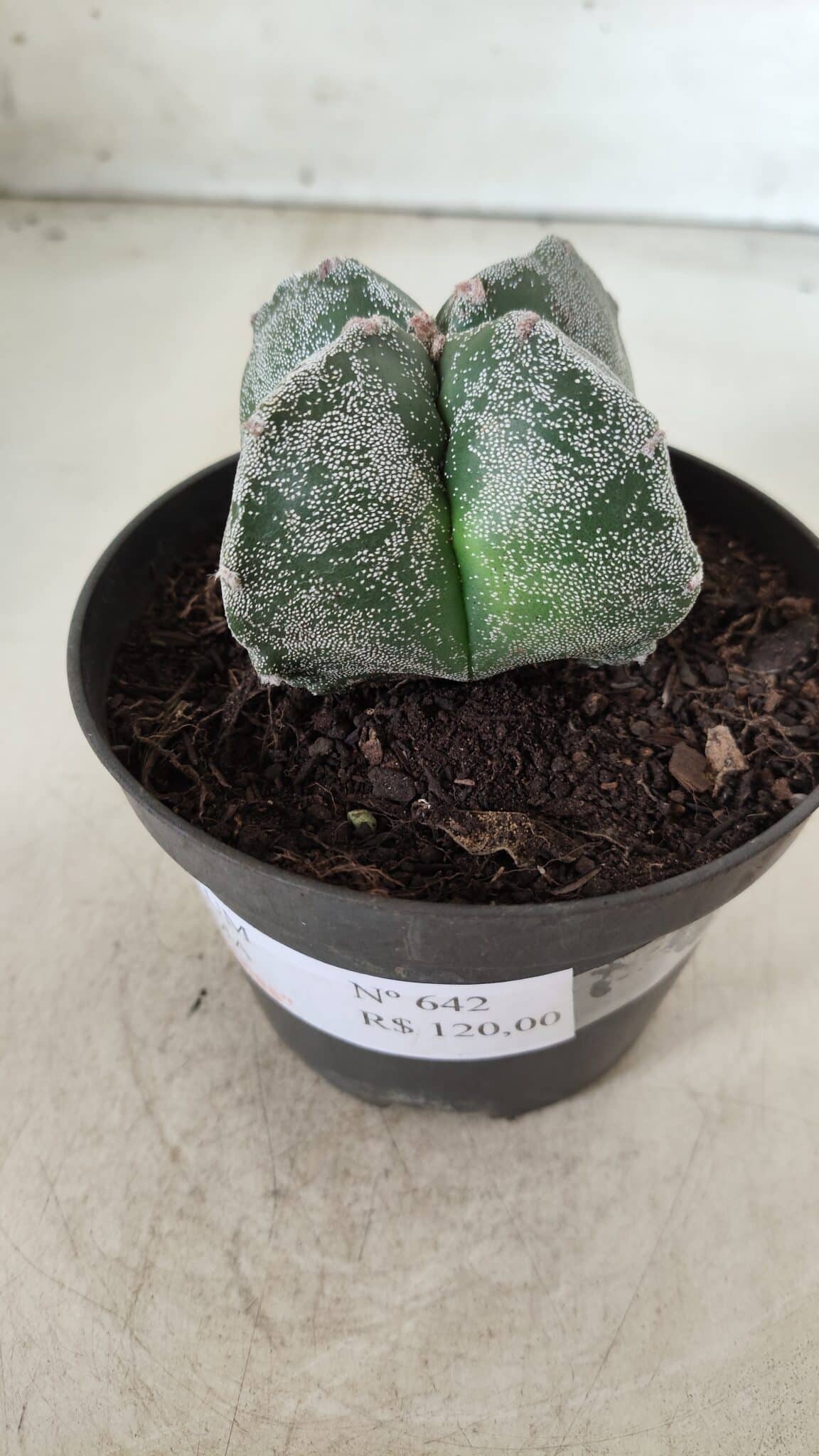 ASTROPHYTUM MYRIOSTIGMA Nº 642 "4 Quinas"– vaso 11