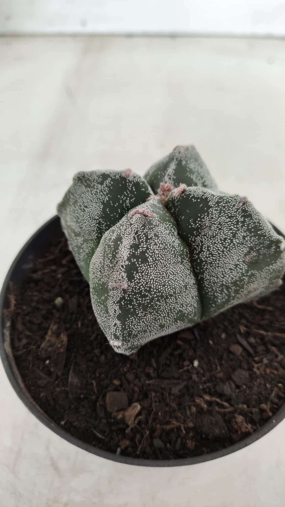 ASTROPHYTUM MYRIOSTIGMA Nº 642 "4 Quinas"– vaso 11