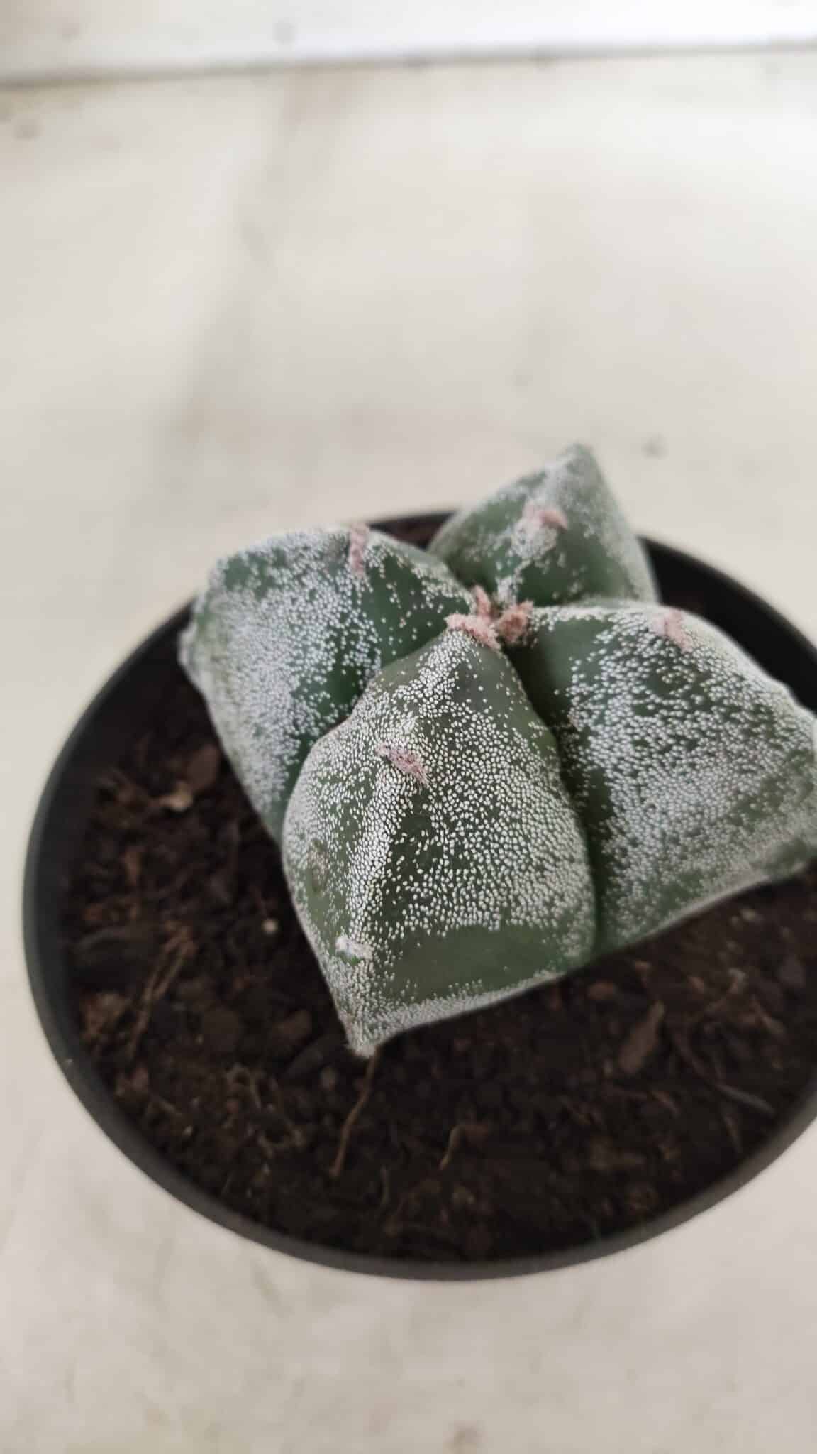 ASTROPHYTUM MYRIOSTIGMA Nº 642 "4 Quinas"– vaso 11