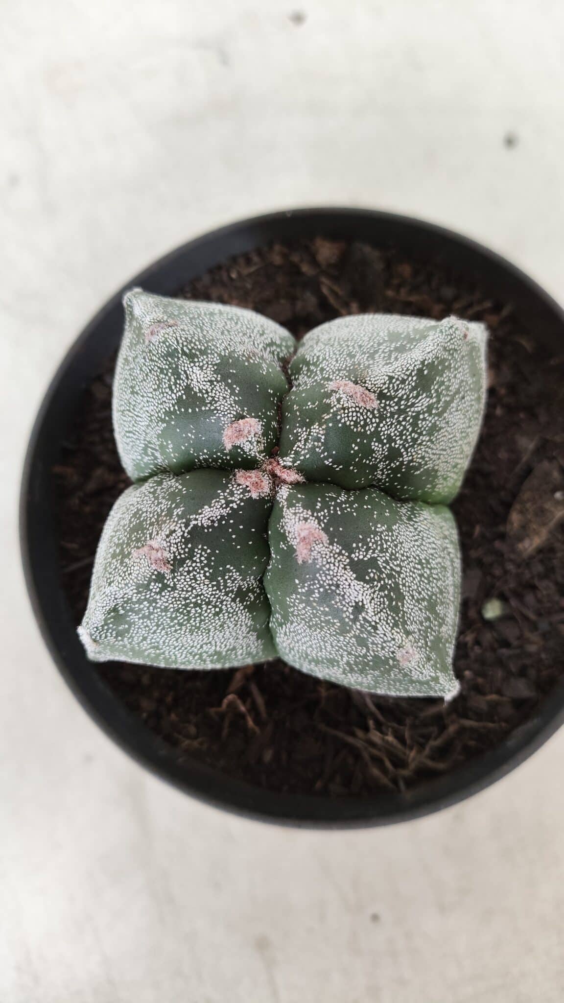 ASTROPHYTUM MYRIOSTIGMA Nº 642 "4 Quinas"– vaso 11