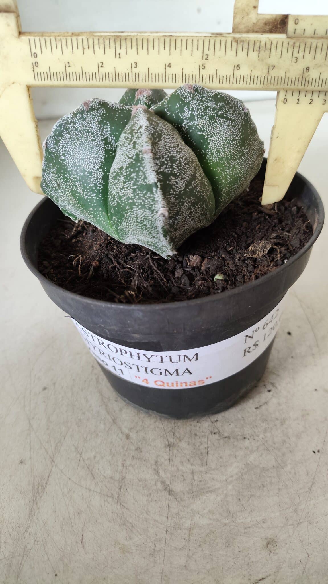 ASTROPHYTUM MYRIOSTIGMA Nº 642 "4 Quinas"– vaso 11