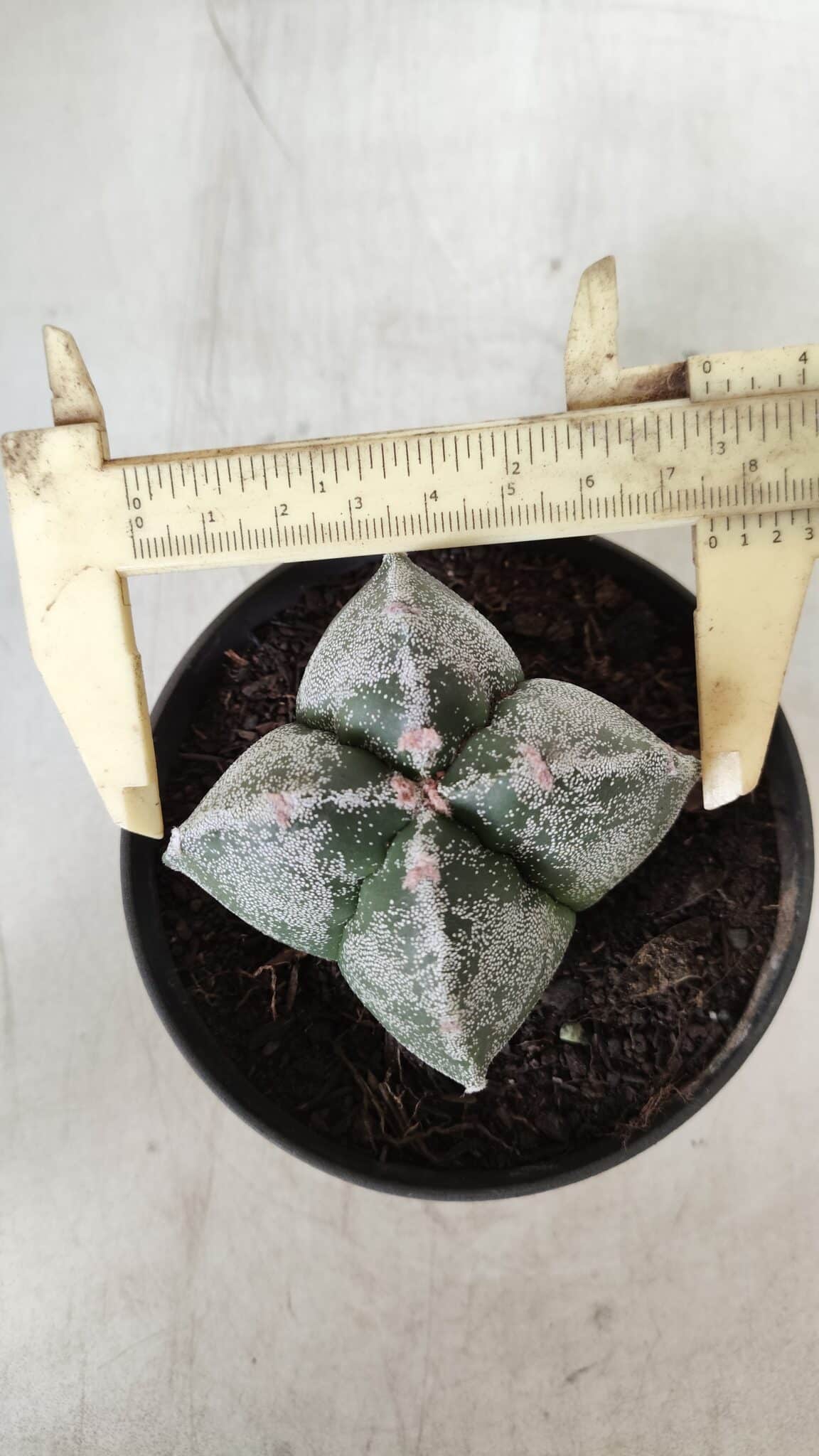 ASTROPHYTUM MYRIOSTIGMA Nº 642 "4 Quinas"– vaso 11