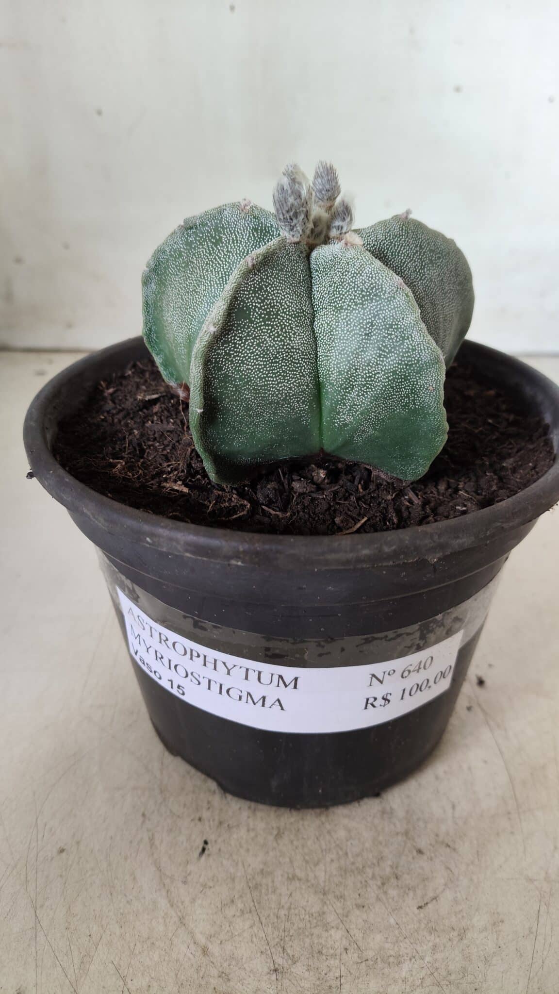 ASTROPHYTUM MYRIOSTIGMA Nº 640 – vaso 15