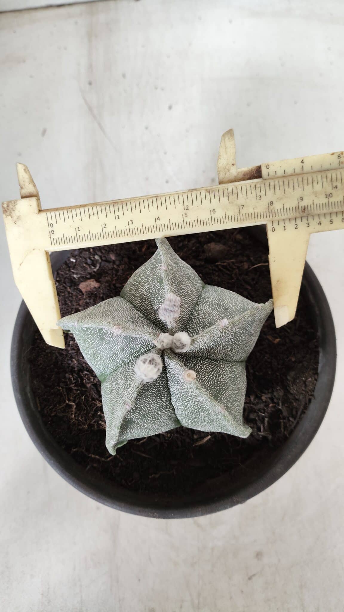 ASTROPHYTUM MYRIOSTIGMA Nº 640 – vaso 15