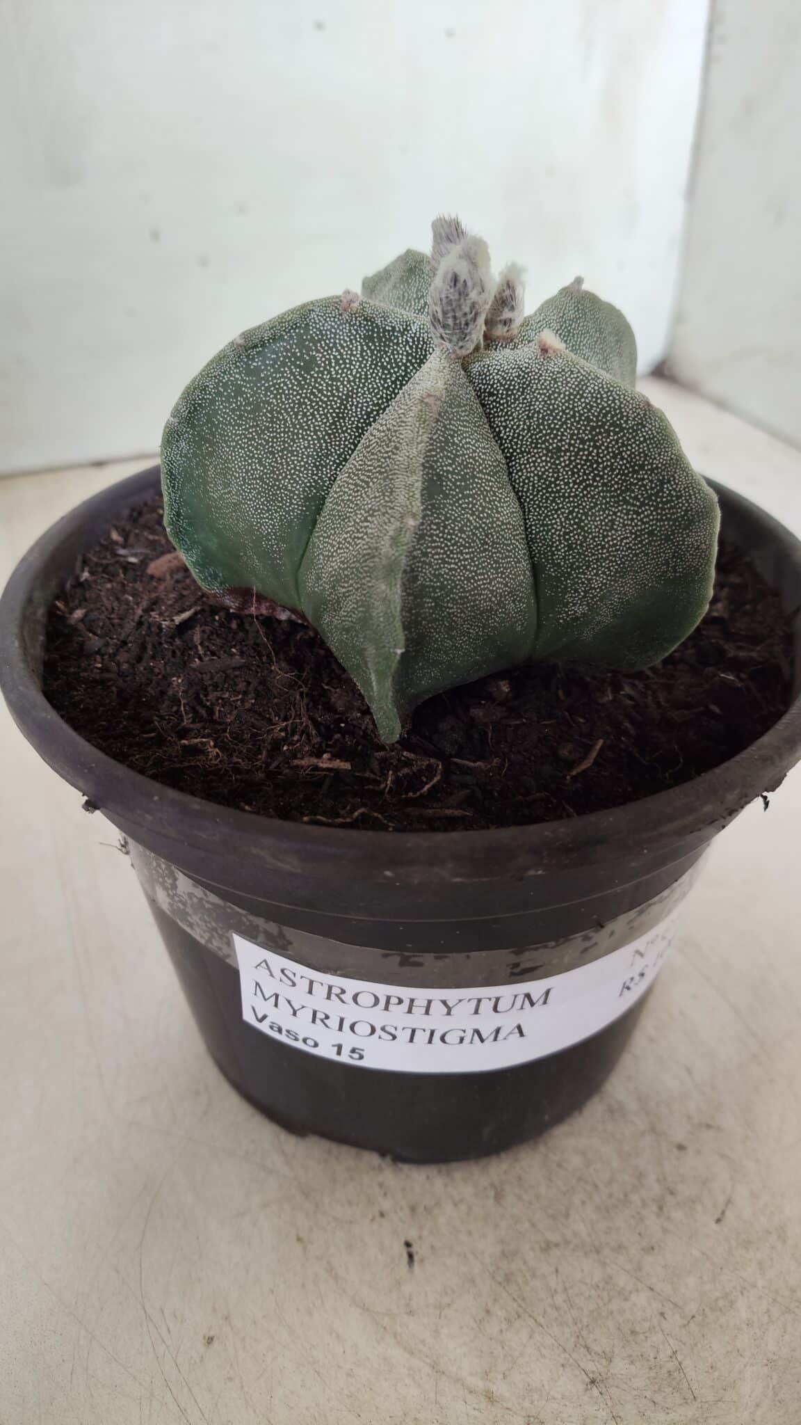 ASTROPHYTUM MYRIOSTIGMA Nº 640 – vaso 15