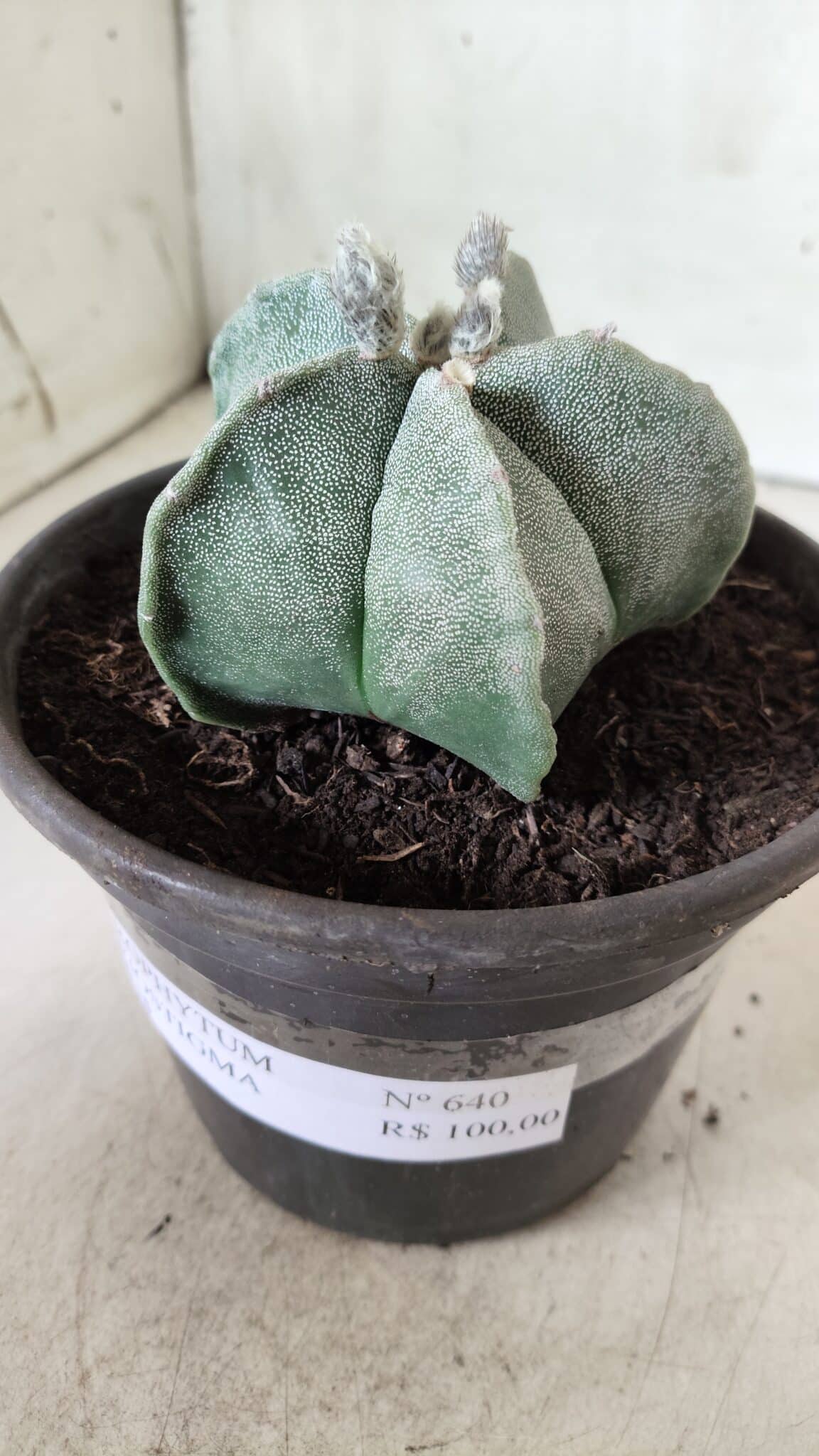 ASTROPHYTUM MYRIOSTIGMA Nº 640 – vaso 15