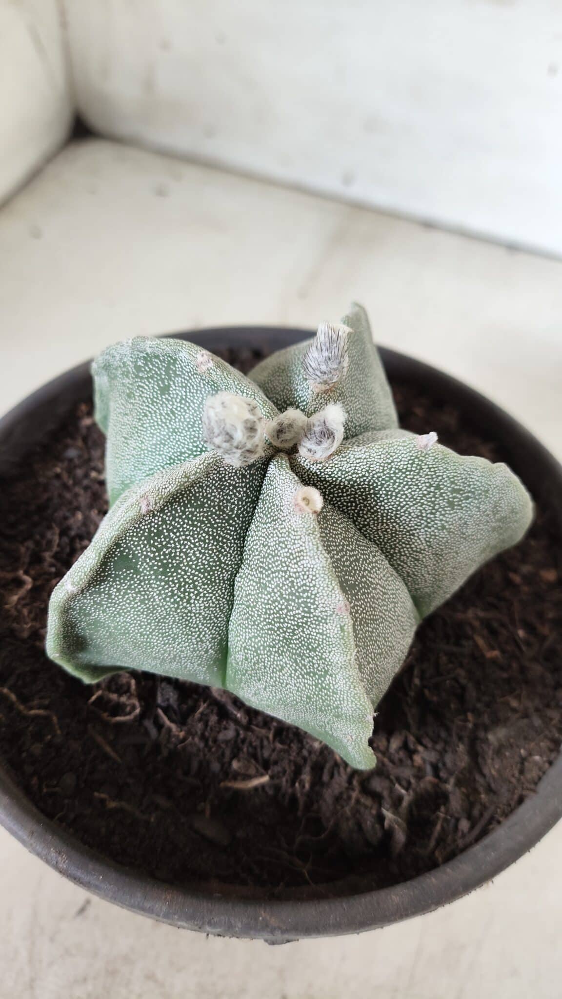 ASTROPHYTUM MYRIOSTIGMA Nº 640 – vaso 15