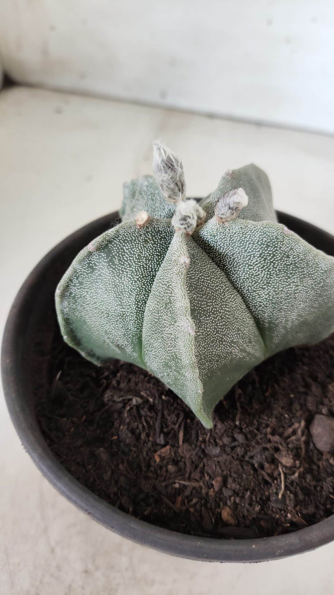 ASTROPHYTUM MYRIOSTIGMA Nº 640 – vaso 15