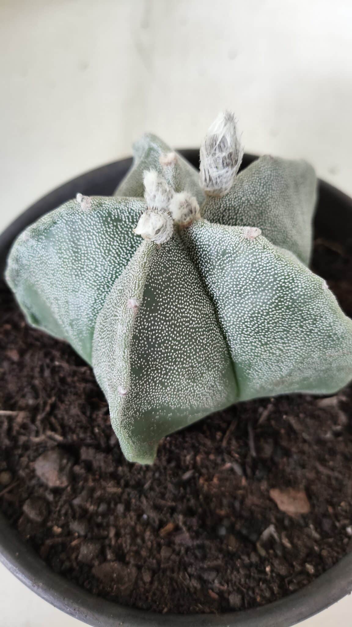 ASTROPHYTUM MYRIOSTIGMA Nº 640 – vaso 15